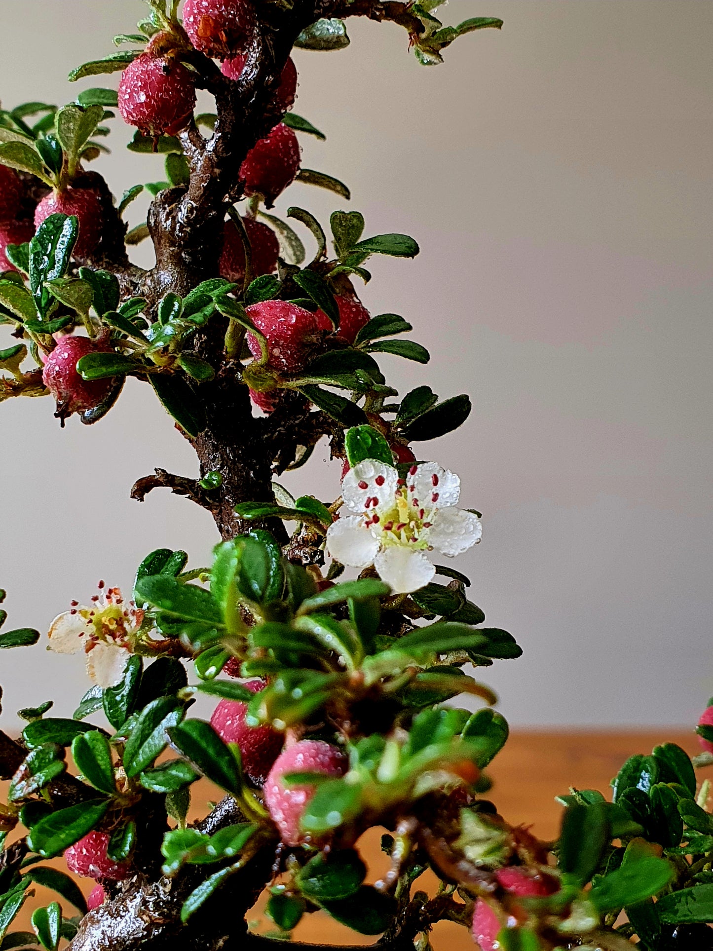 Cotoneaster Bonsai with handmade pot #02