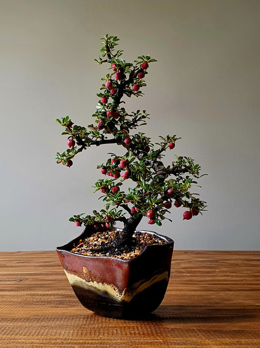 Cotoneaster Bonsai with handmade pot #02