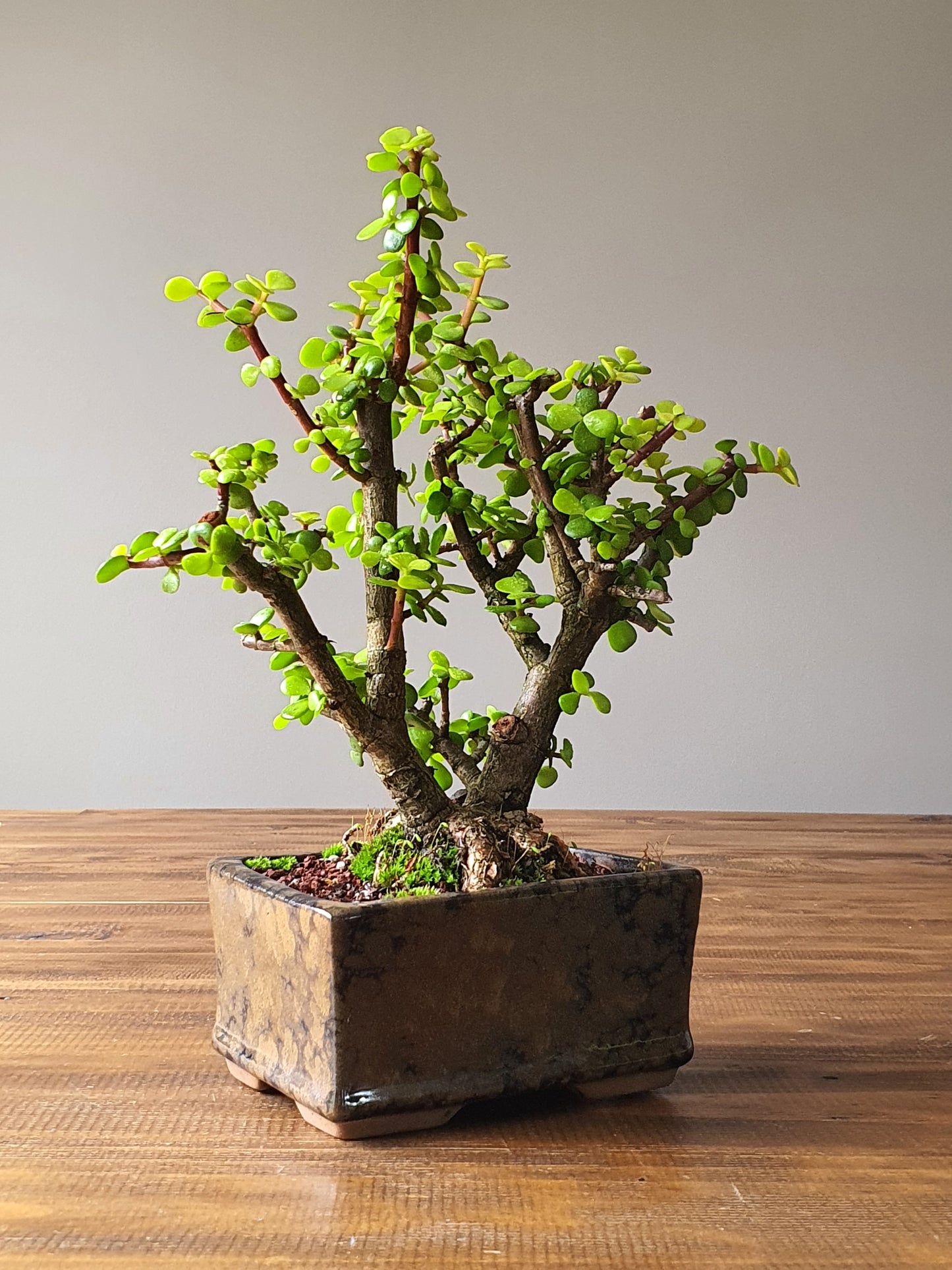 Jade Bonsai #002