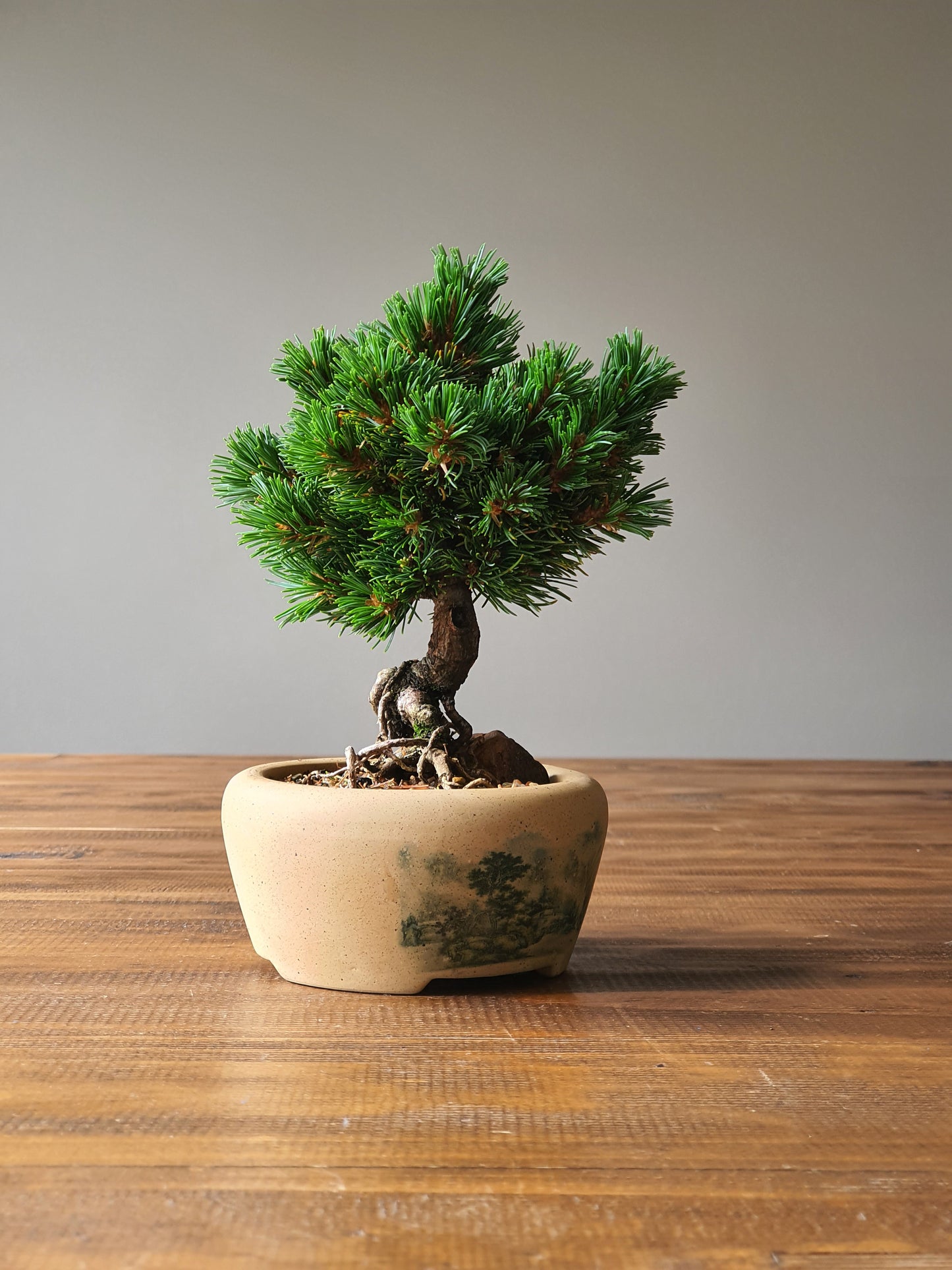 Japanese White Pine - Hagoromo #001