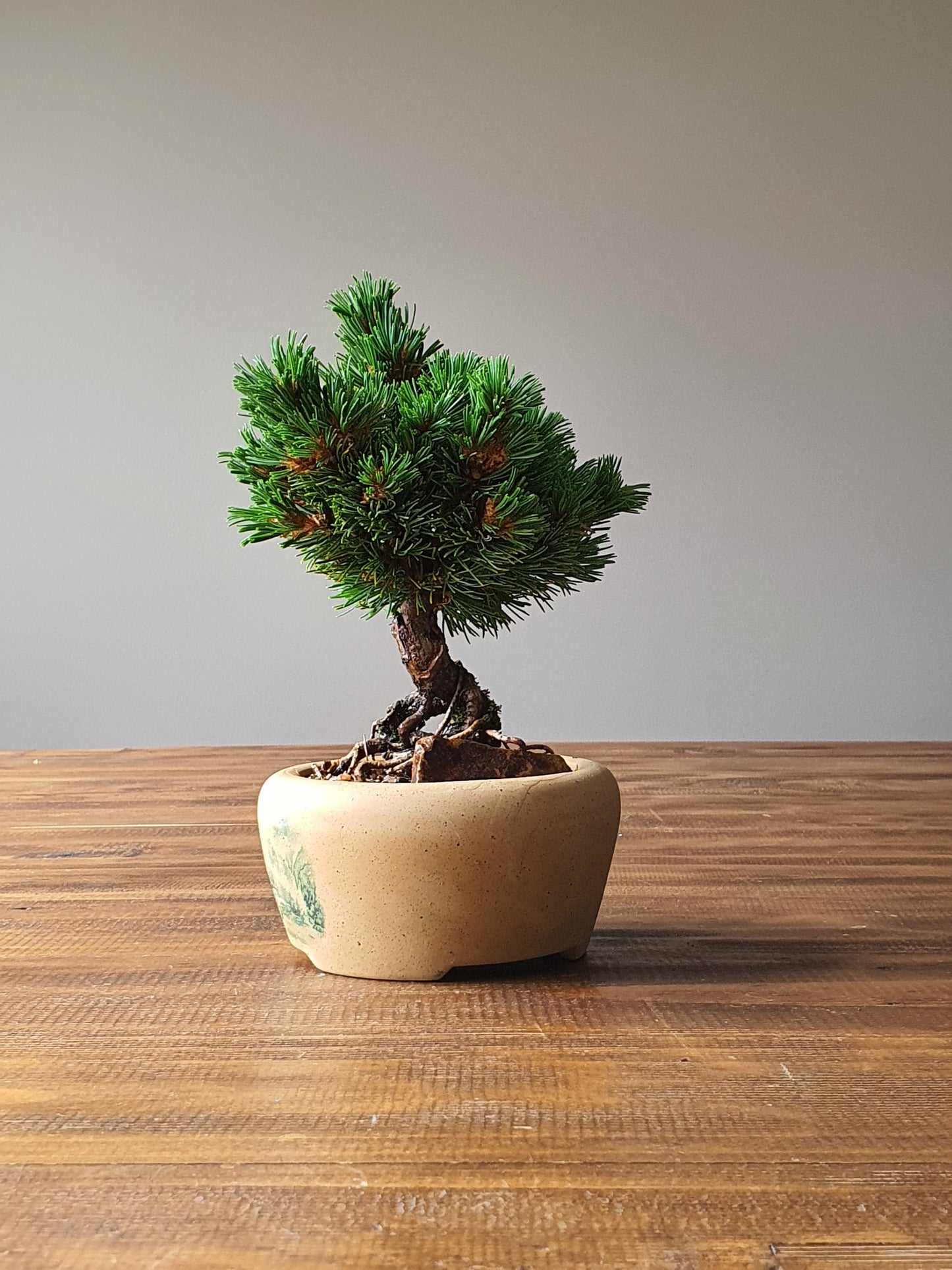 Japanese White Pine - Hagoromo #001
