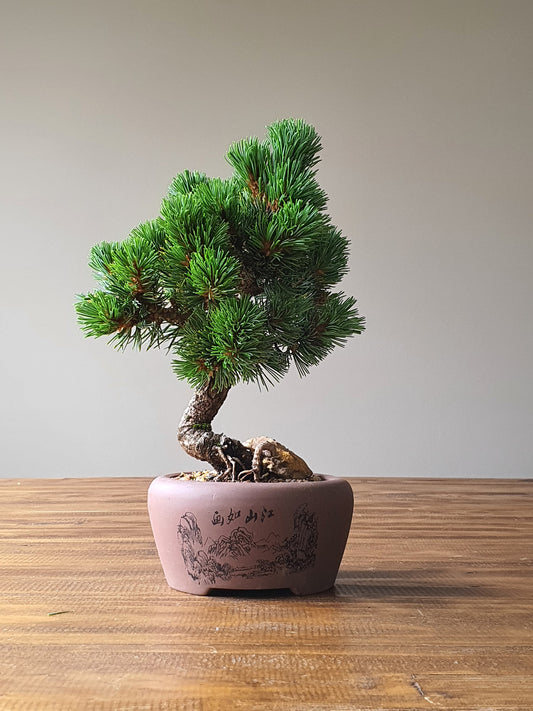 Japanese White Pine - Hagoromo #002