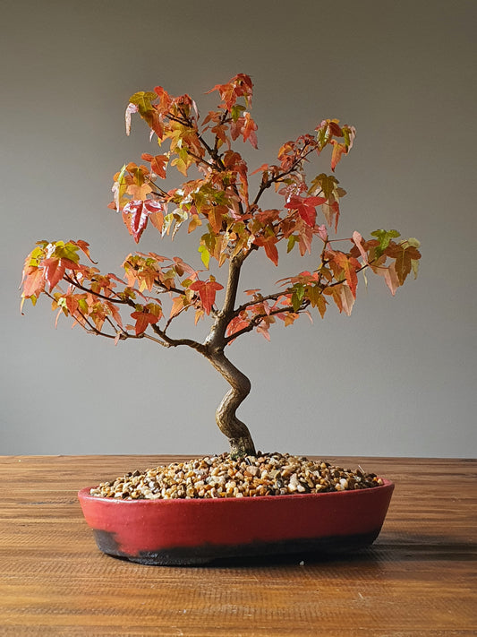 Trident Maple Bonsai with handmade pot