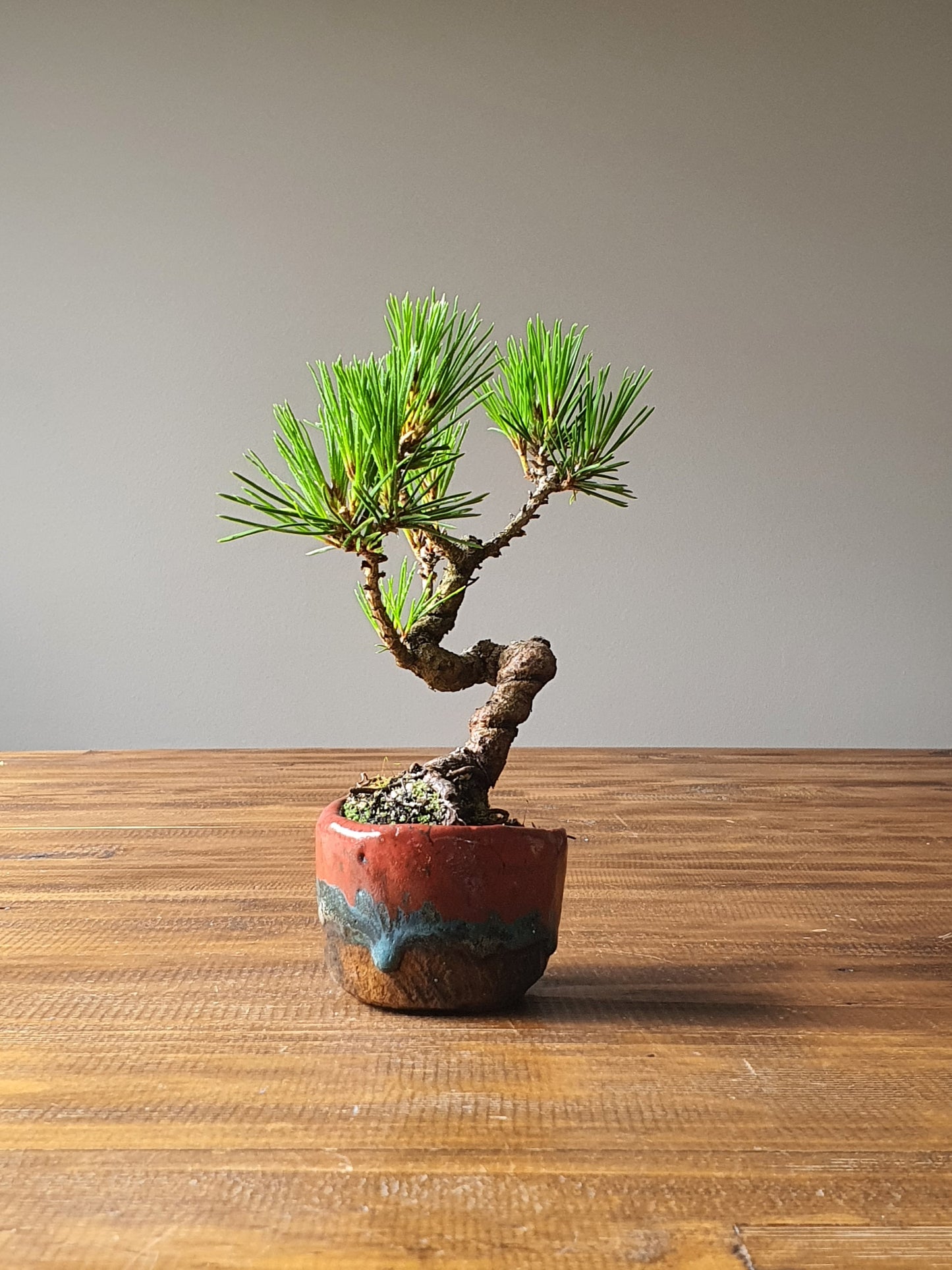 Japanese Black Pine Bonsai (Mame) in handmade pot