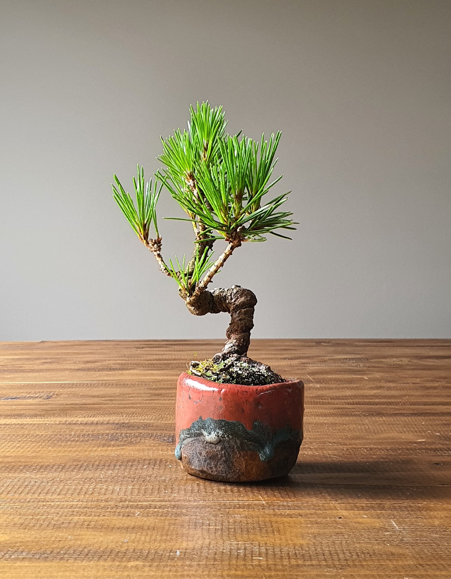 Japanese Black Pine Bonsai (Mame) in handmade pot