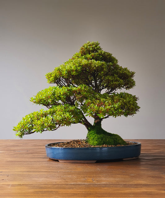 Azalea Bonsai (Rhododendron - Saotome Kurume Azalea)