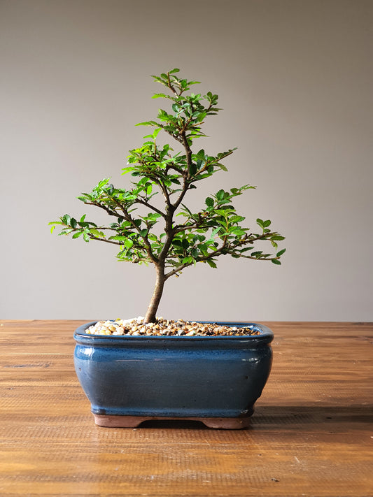 Chinese Elm Bonsai #004