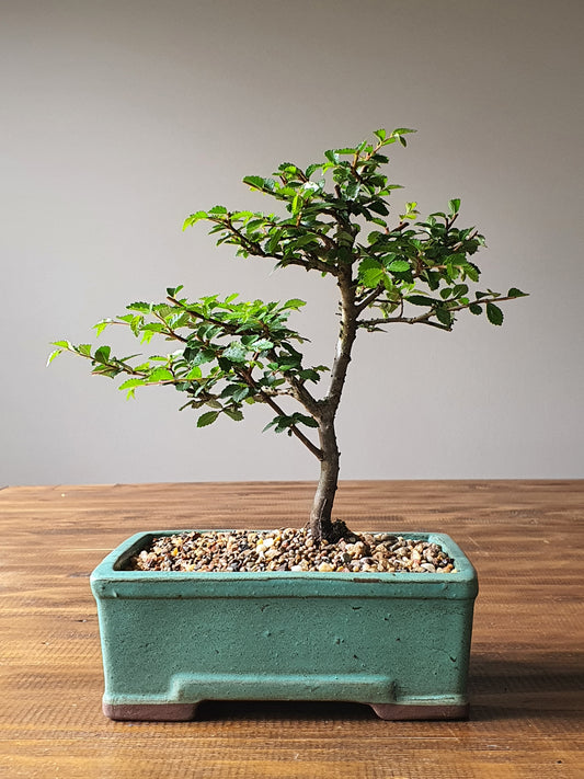 Chinese Elm Bonsai #006