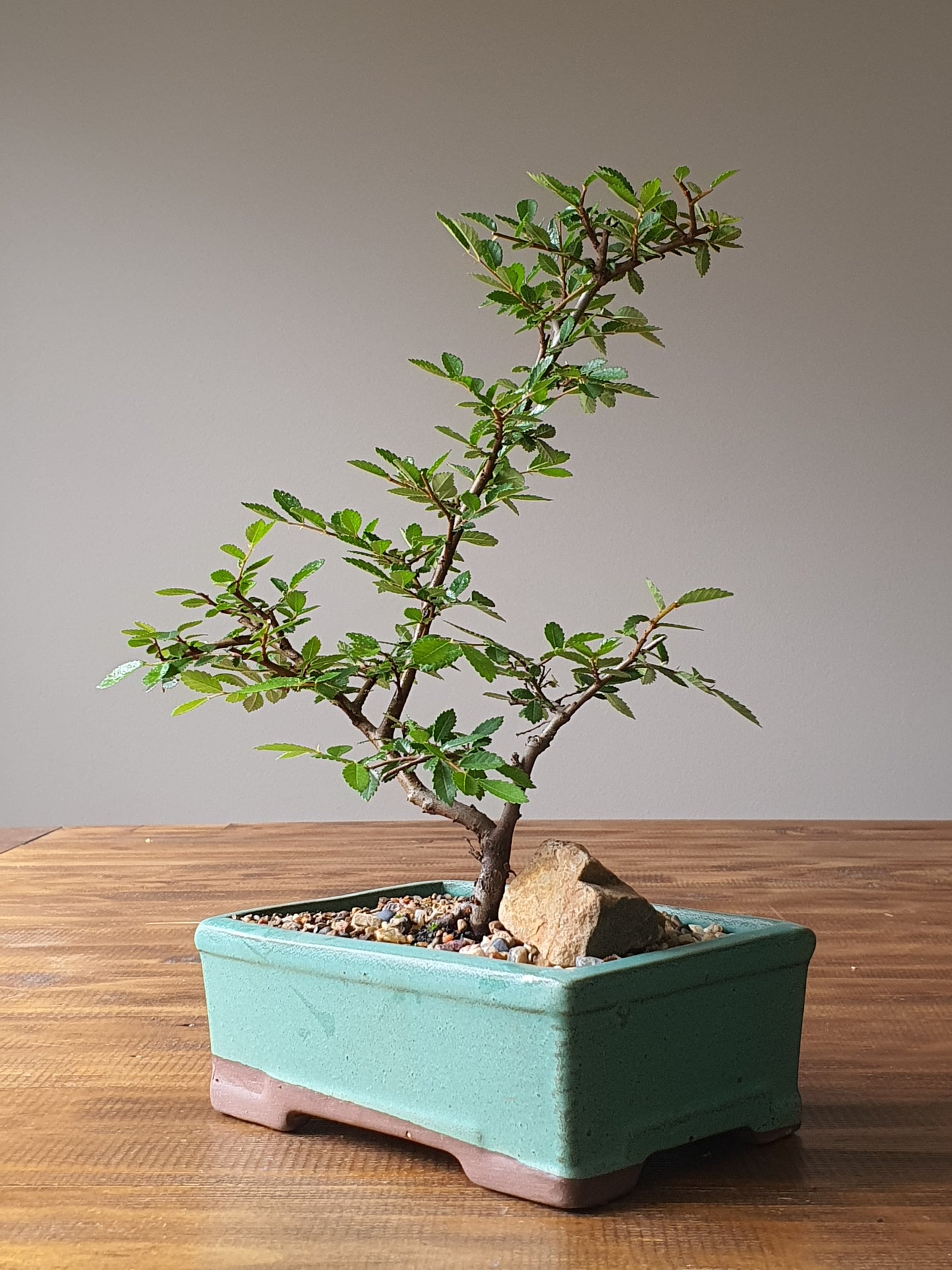 Chinese Elm Bonsai #002