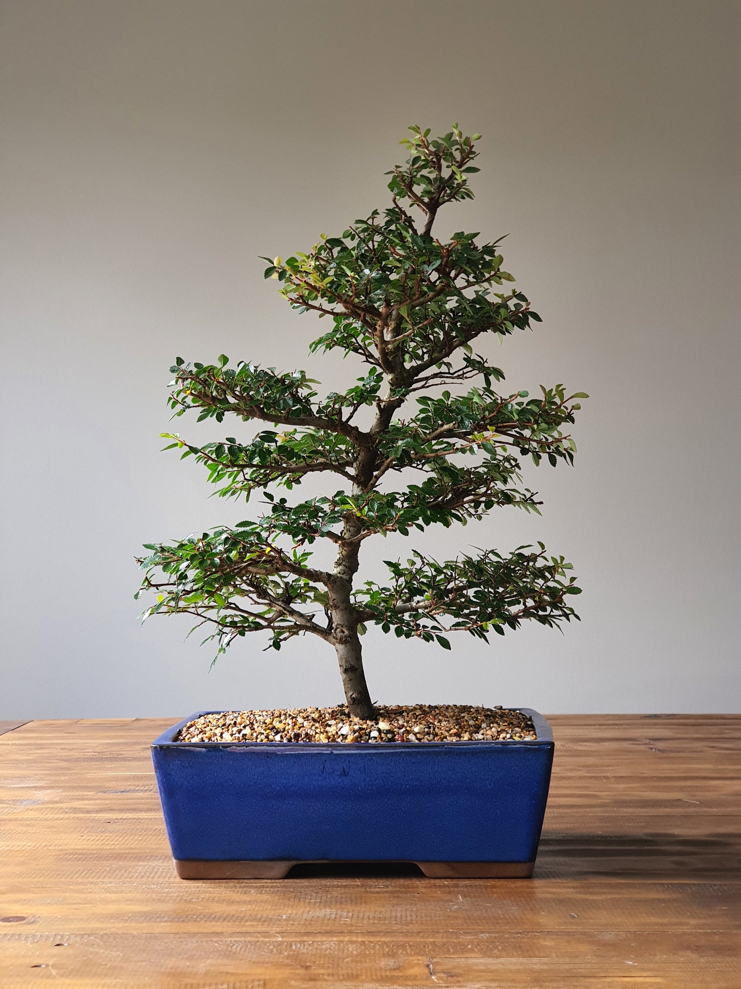 Large Chinese Elm Bonsai #007