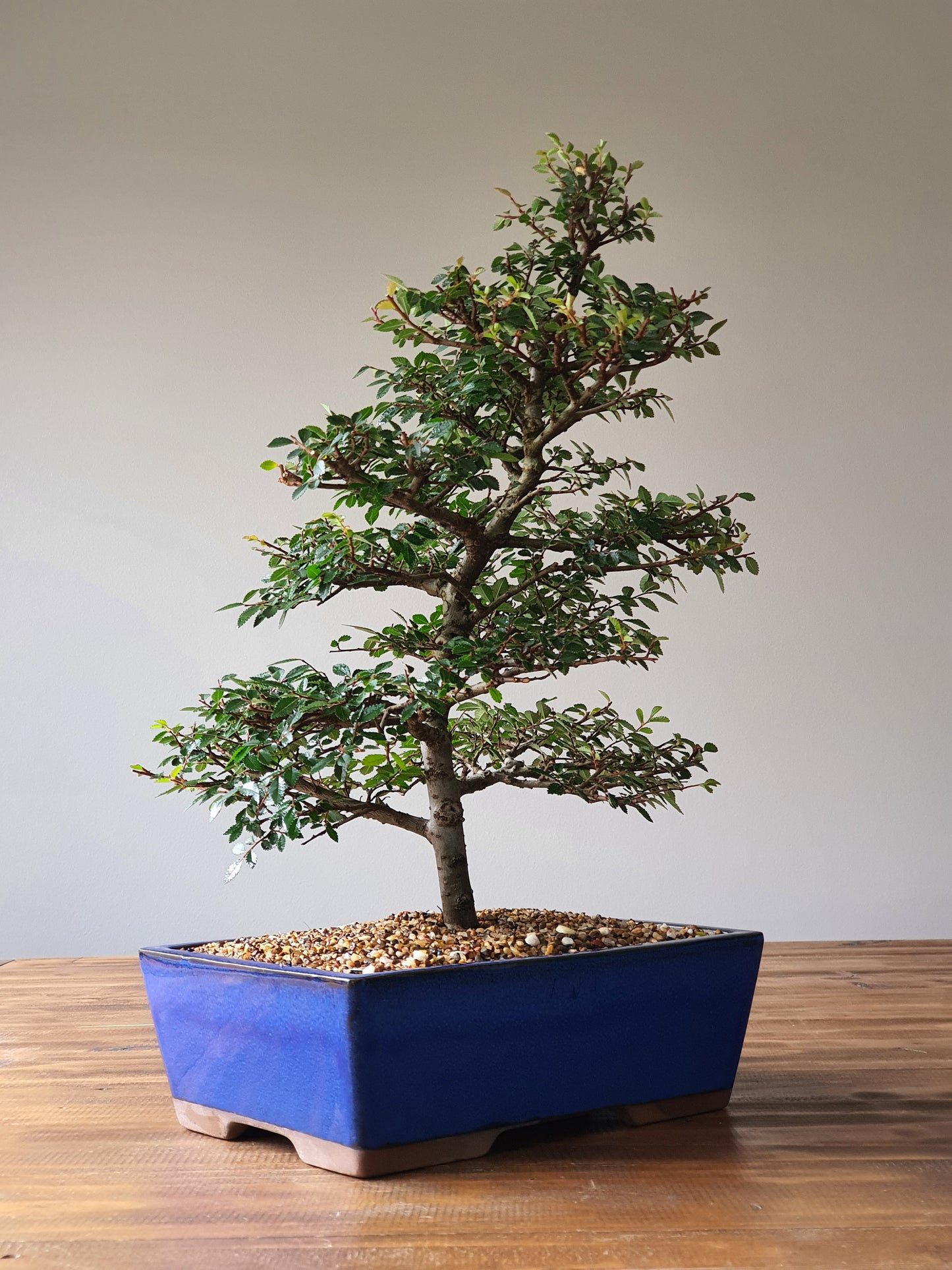 Large Chinese Elm Bonsai #007