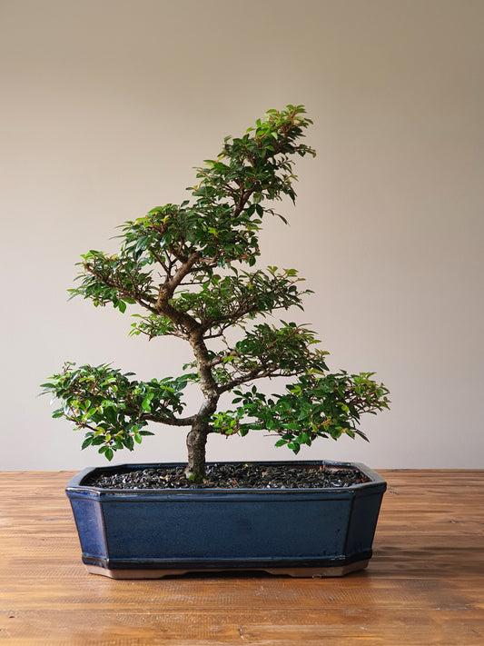 Large Chinese Elm Bonsai #01