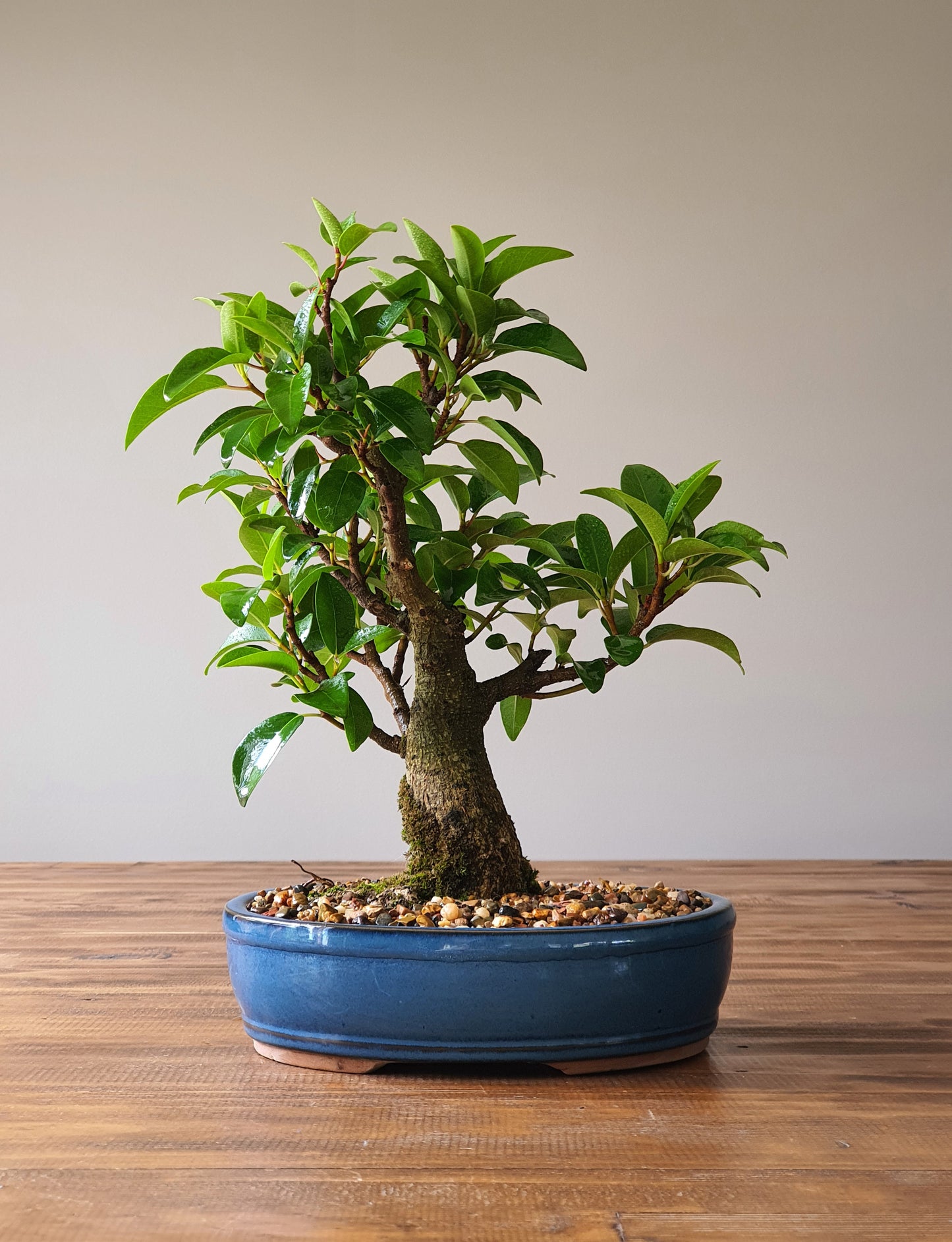 Ficus Rubiginosa (Port Jackson Fig)  Bonsai #001