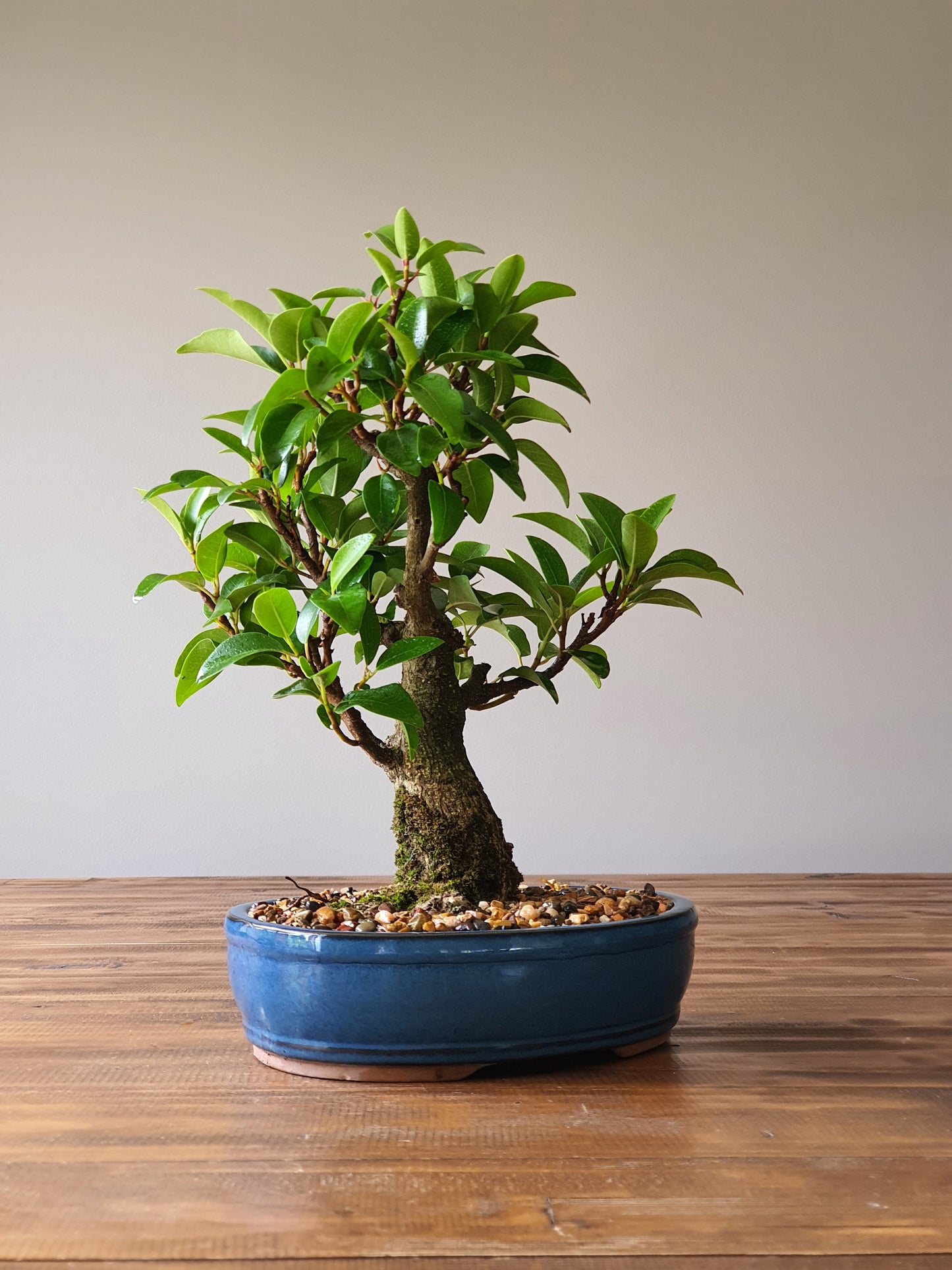 Ficus Rubiginosa (Port Jackson Fig)  Bonsai #001