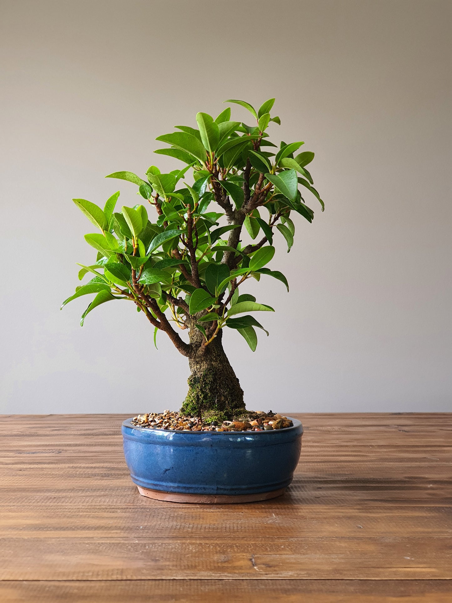 Ficus Rubiginosa (Port Jackson Fig)  Bonsai #001