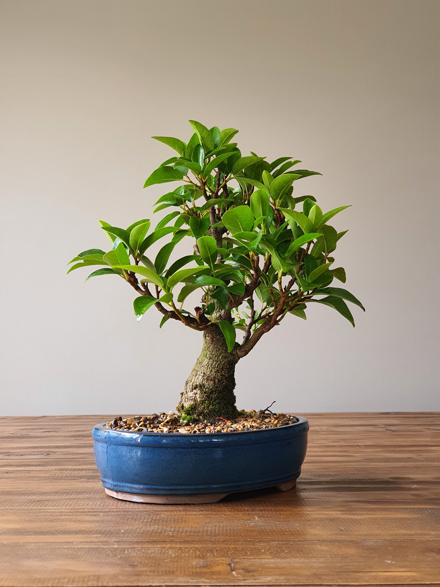 Ficus Rubiginosa (Port Jackson Fig)  Bonsai #001