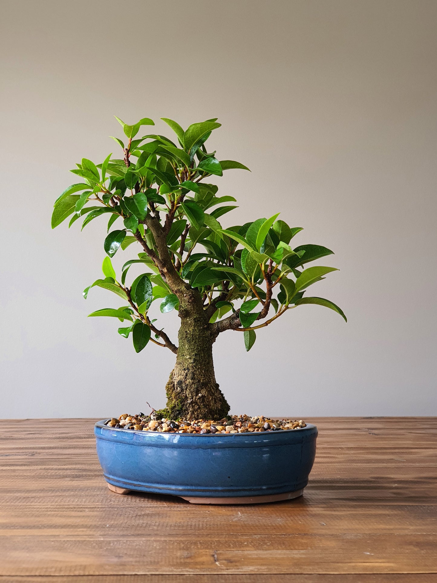 Ficus Rubiginosa (Port Jackson Fig)  Bonsai #001