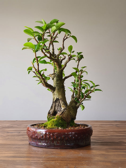 Twin Trunk Ficus Rubiginosa (Port Jackson Fig)  Bonsai