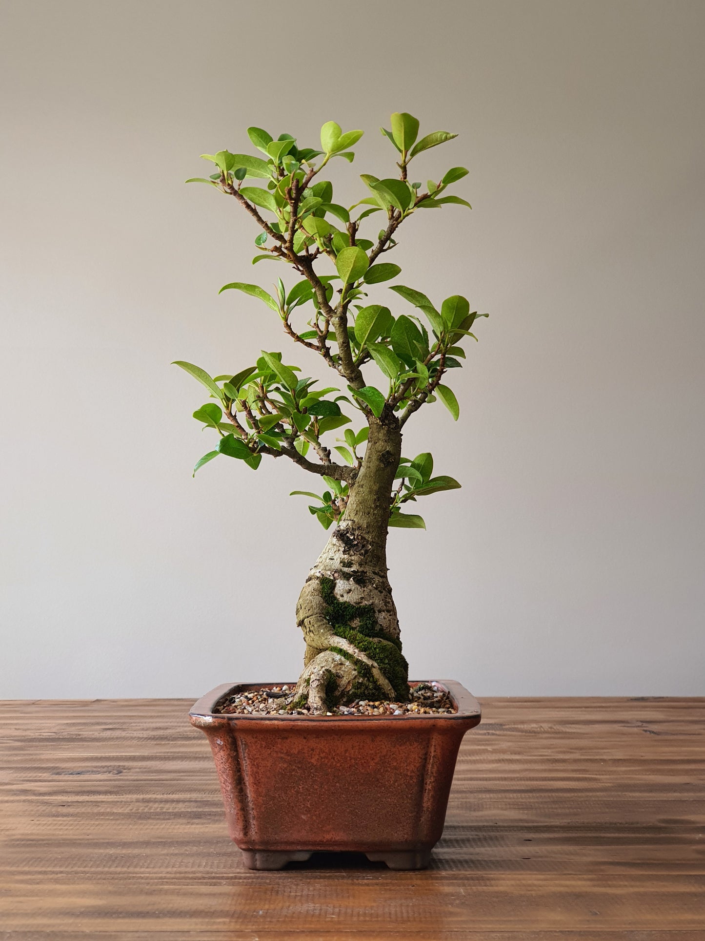 Ficus Rubiginosa (Port Jackson Fig)  Bonsai #002