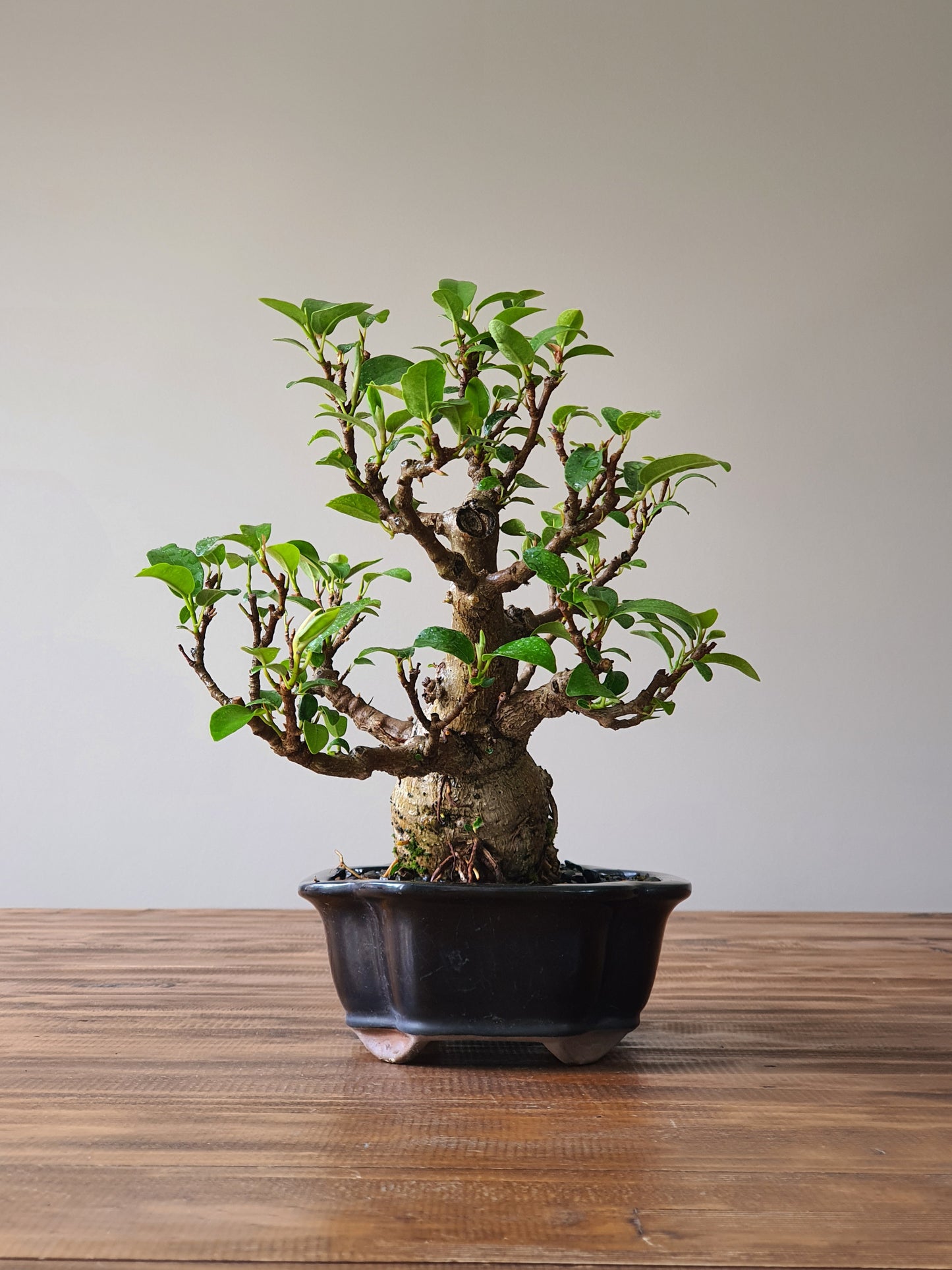 Ficus Rubiginosa (Port Jackson Fig)  Bonsai #003