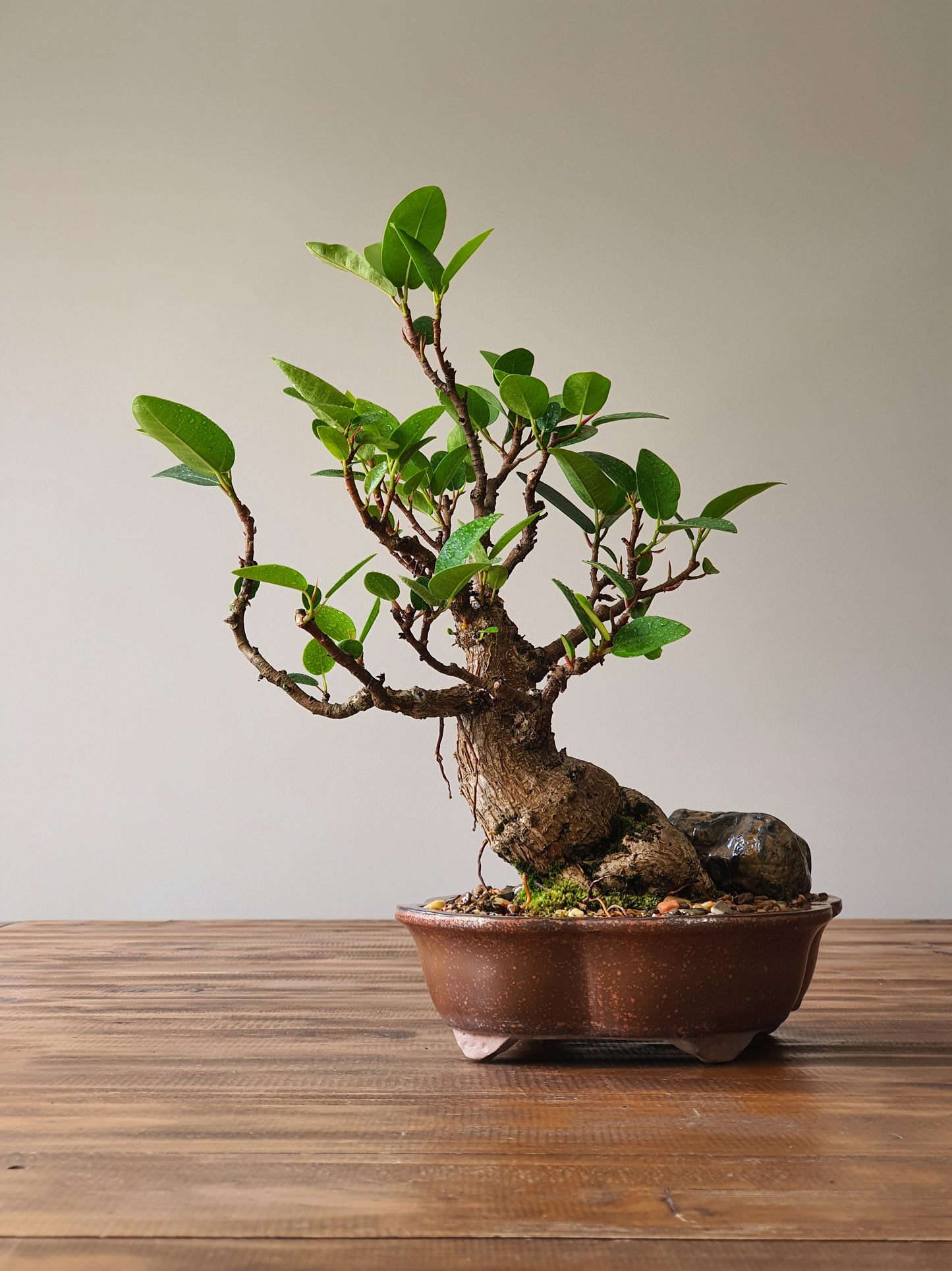 Ficus Rubiginosa (Port Jackson Fig)  Bonsai #004