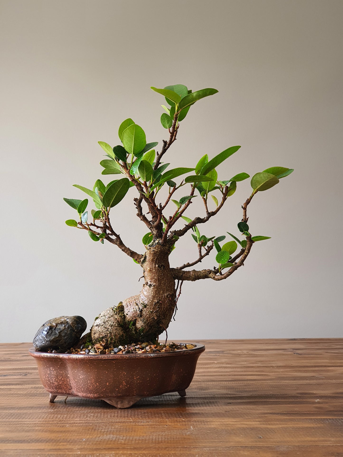 Ficus Rubiginosa (Port Jackson Fig)  Bonsai #004
