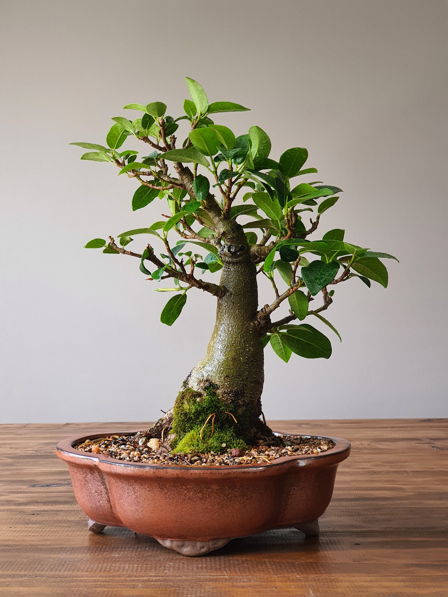 Ficus Rubiginosa (Port Jackson Fig)  Bonsai #01