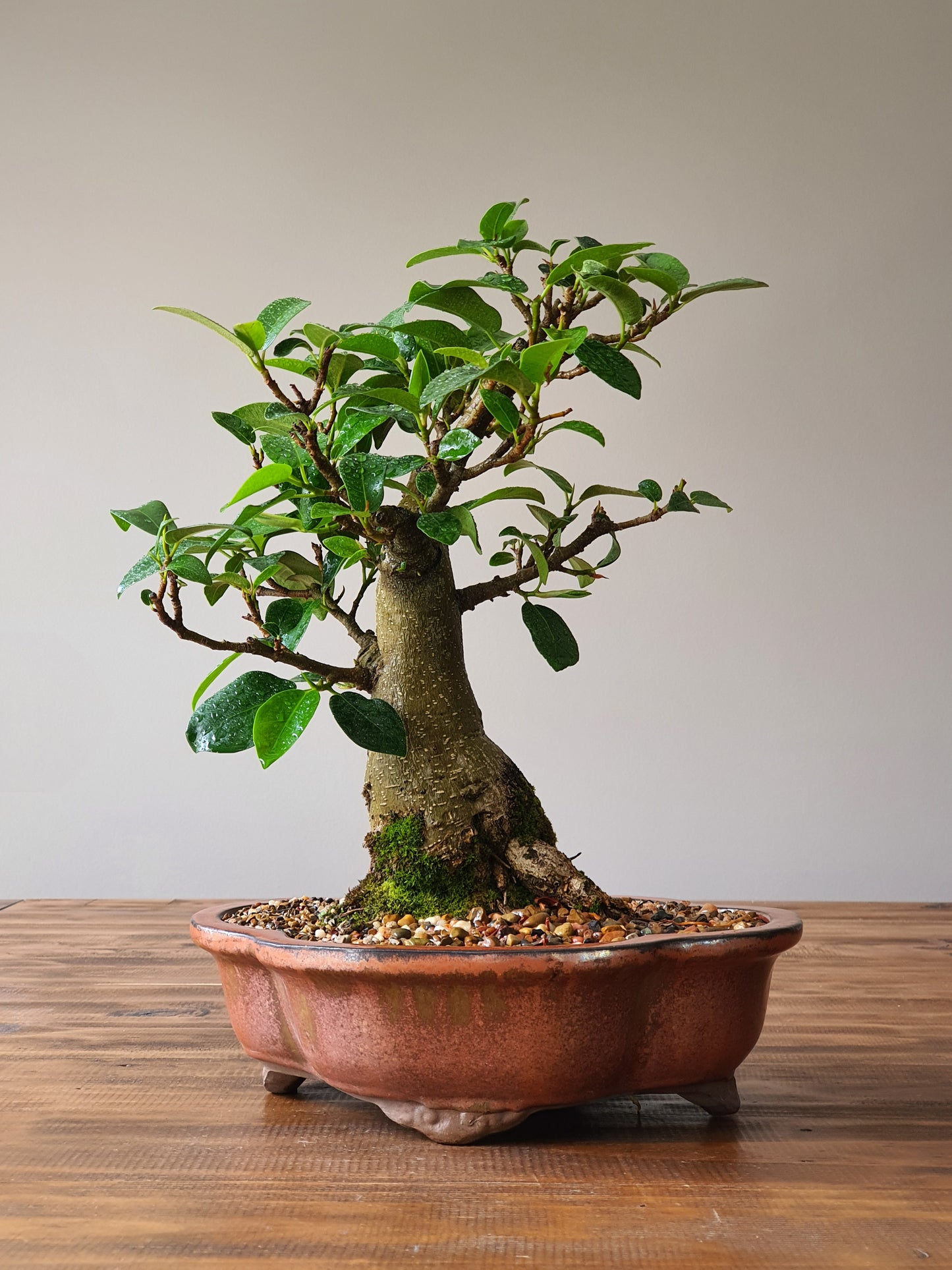 Ficus Rubiginosa (Port Jackson Fig)  Bonsai #01