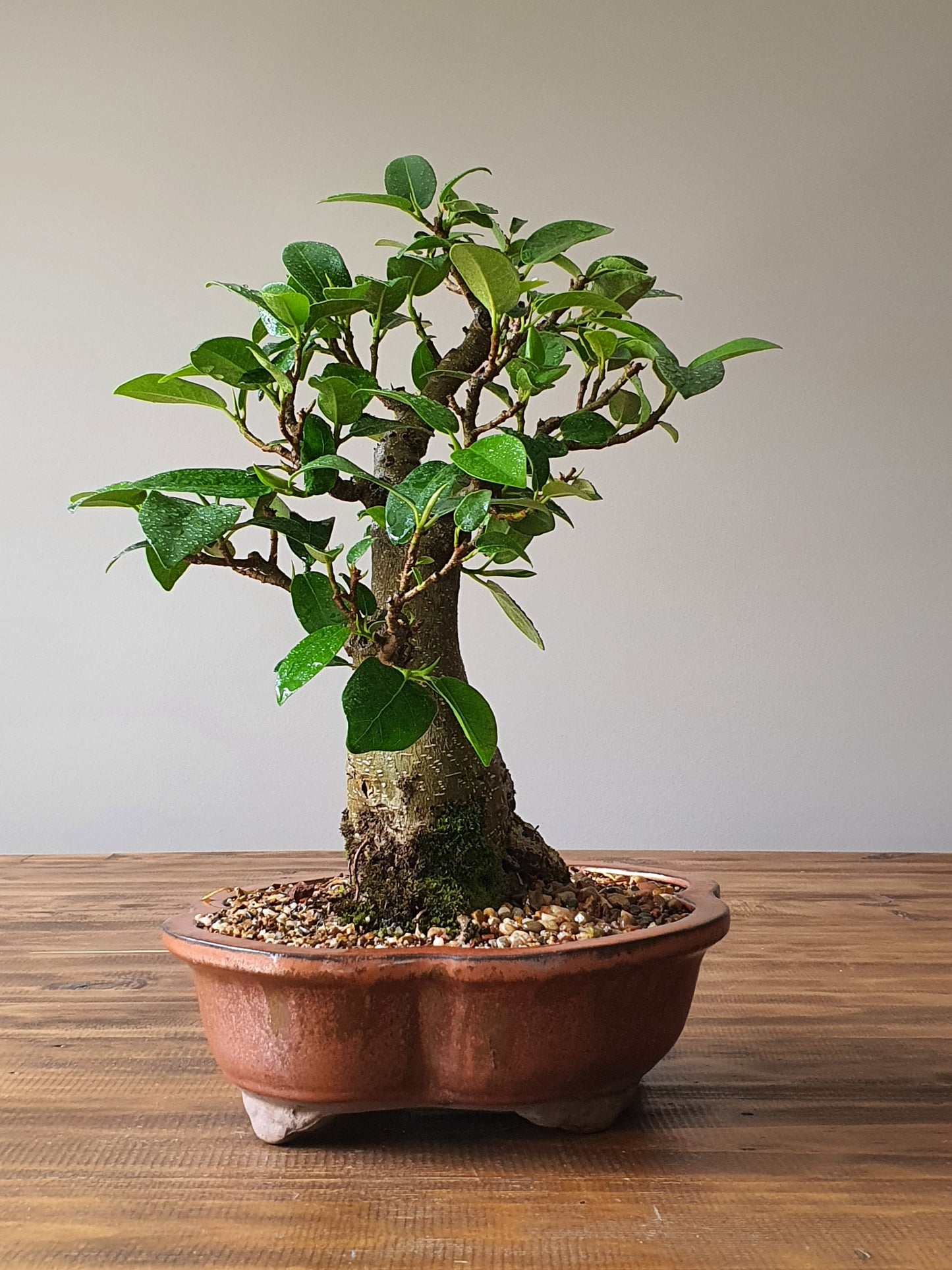 Ficus Rubiginosa (Port Jackson Fig)  Bonsai #01