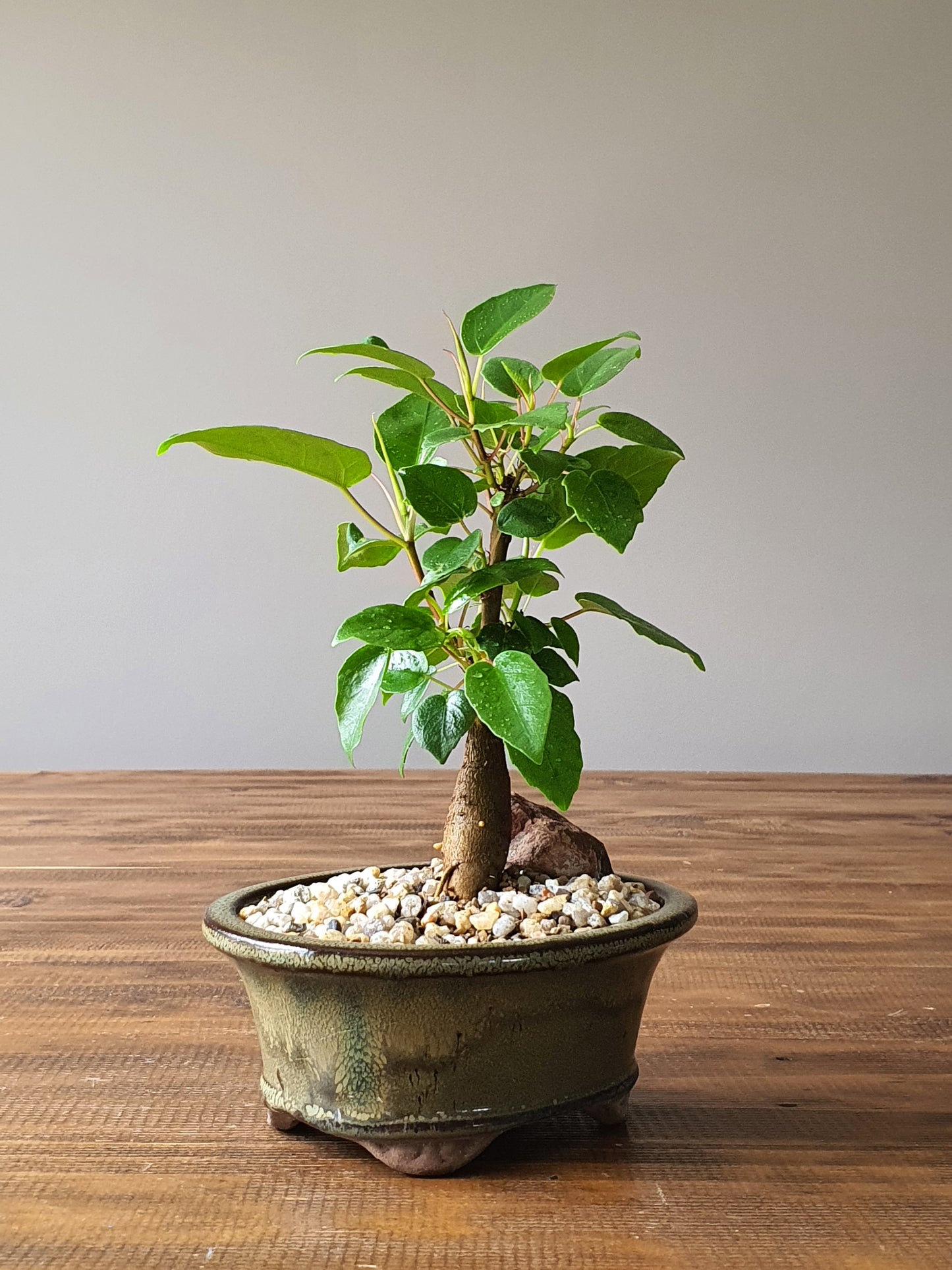 Ficus Rubiginosa (Port Jackson Fig)  Bonsai #007