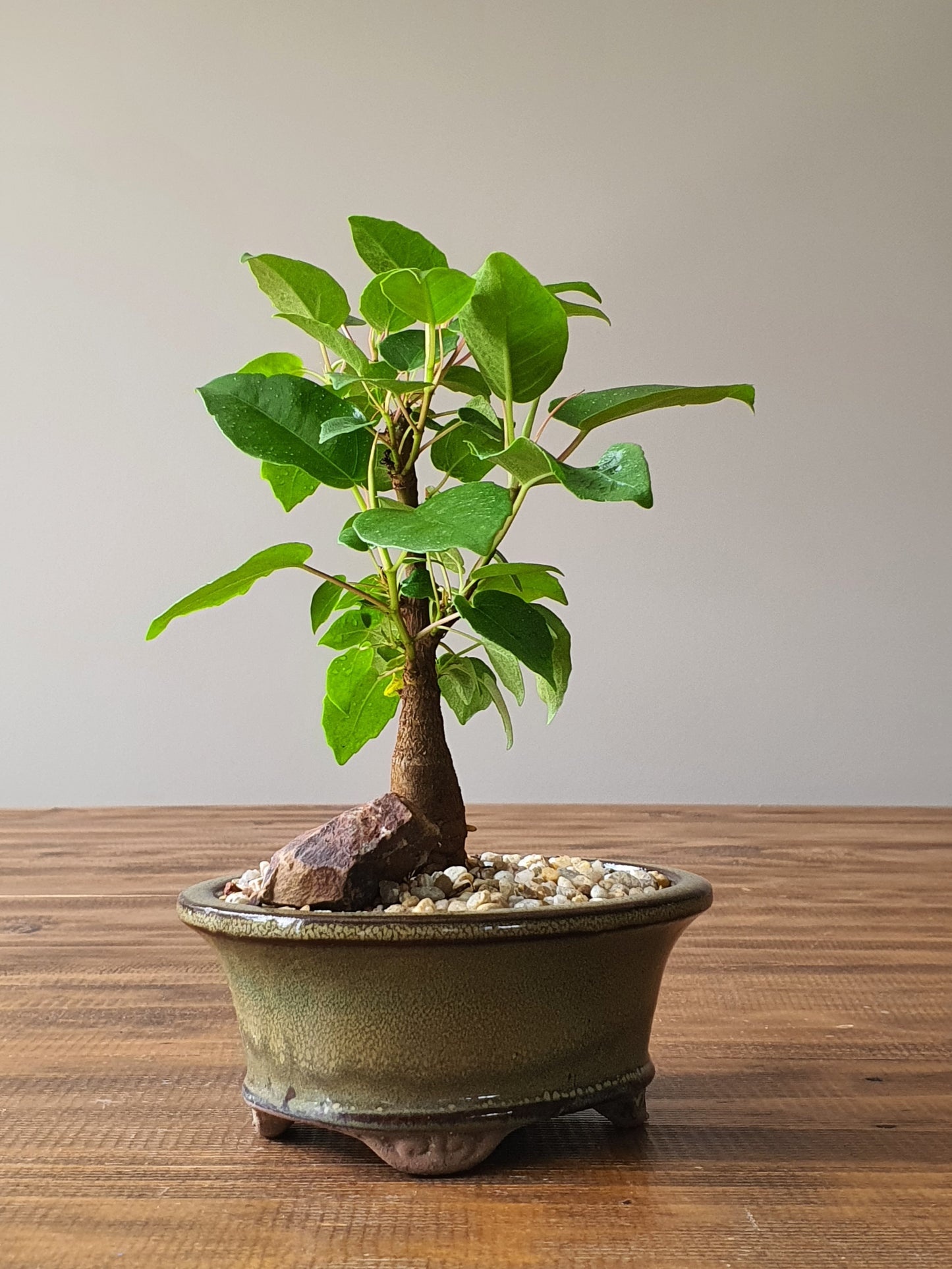 Ficus Rubiginosa (Port Jackson Fig)  Bonsai #007