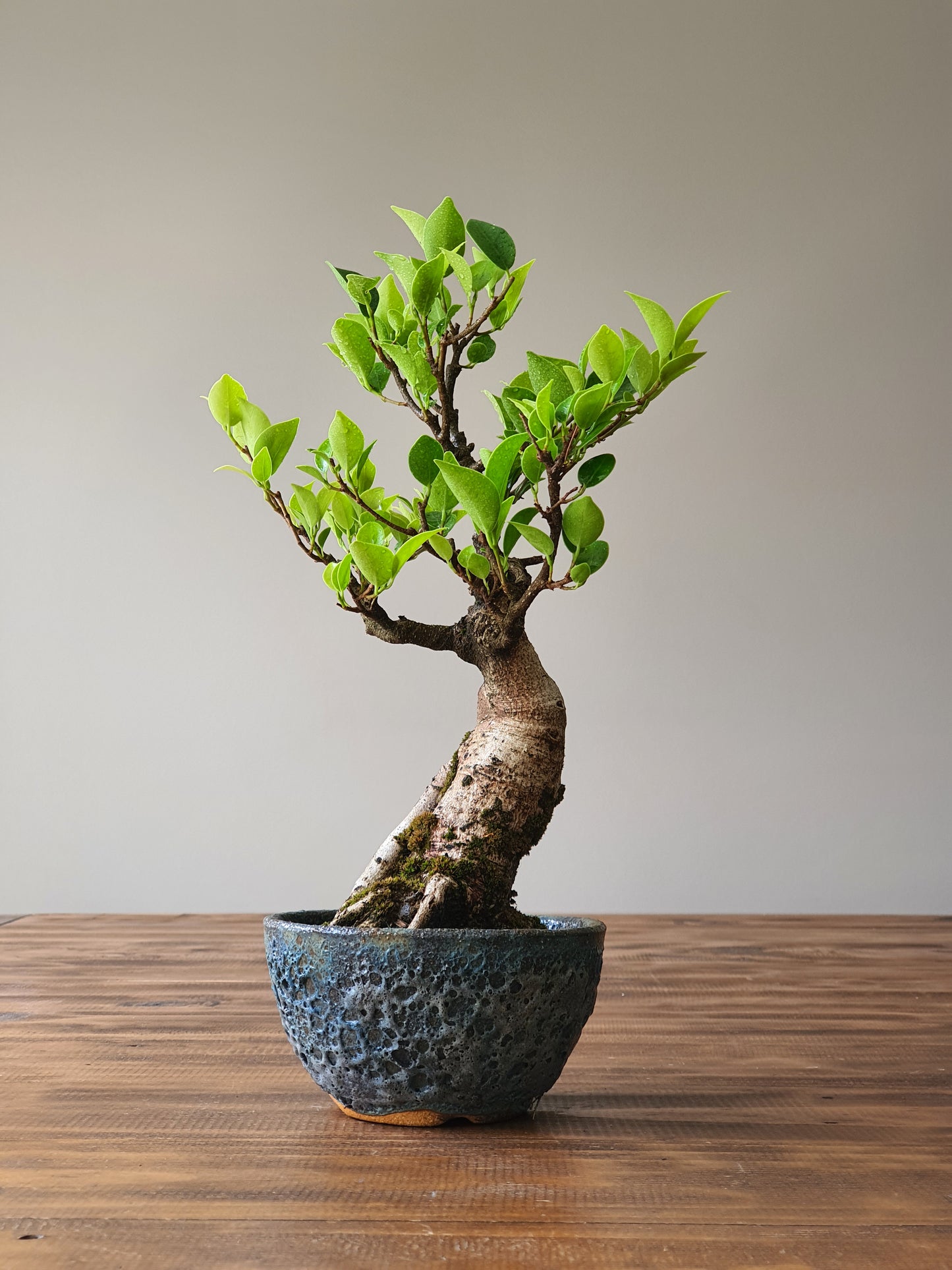Ficus Rubiginosa (Port Jackson Fig) Bonsai in handmade pot #02