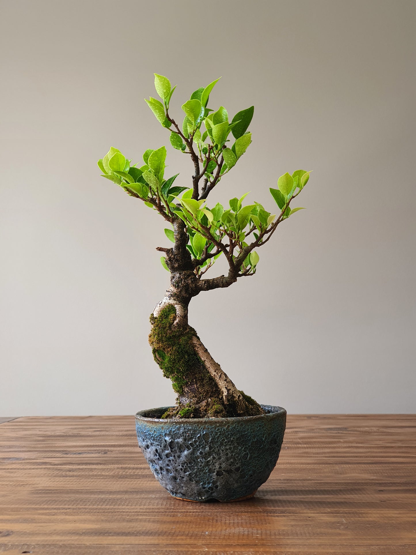 Ficus Rubiginosa (Port Jackson Fig) Bonsai in handmade pot #02