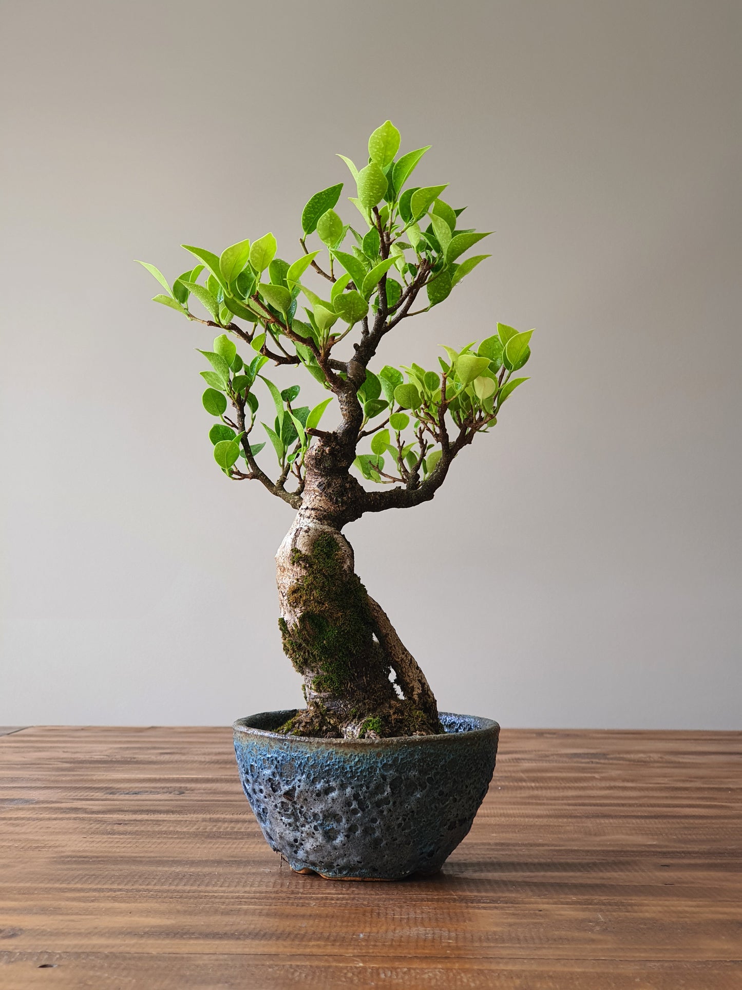 Ficus Rubiginosa (Port Jackson Fig) Bonsai in handmade pot #02