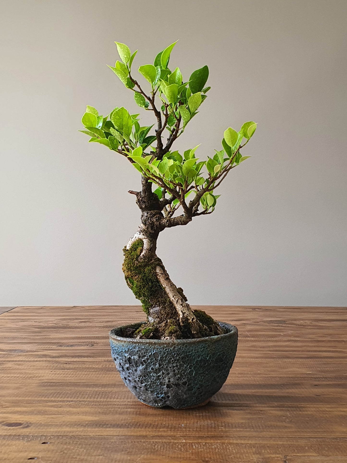 Ficus Rubiginosa (Port Jackson Fig) Bonsai in handmade pot #02