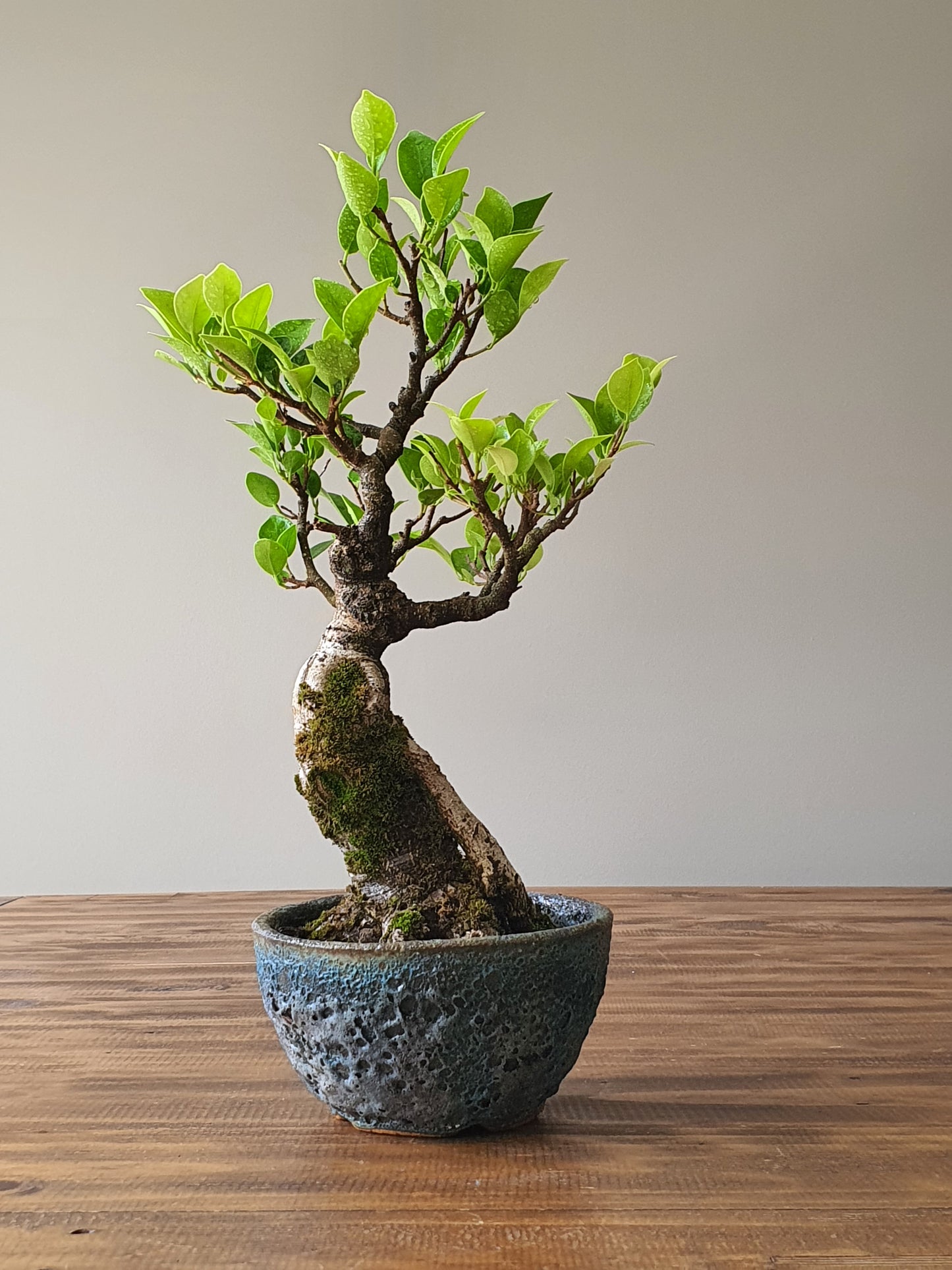 Ficus Rubiginosa (Port Jackson Fig) Bonsai in handmade pot #02