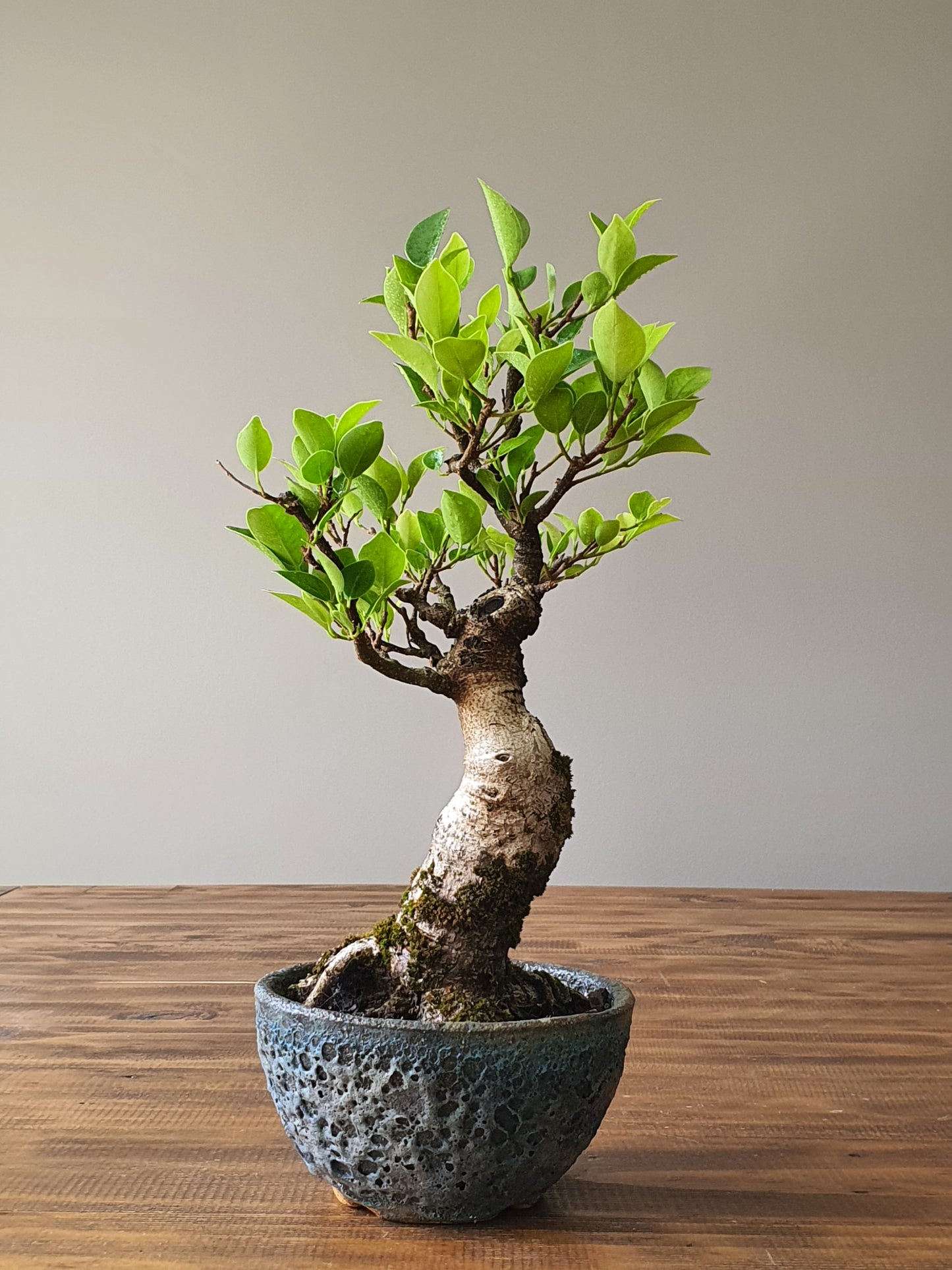 Ficus Rubiginosa (Port Jackson Fig) Bonsai in handmade pot #02