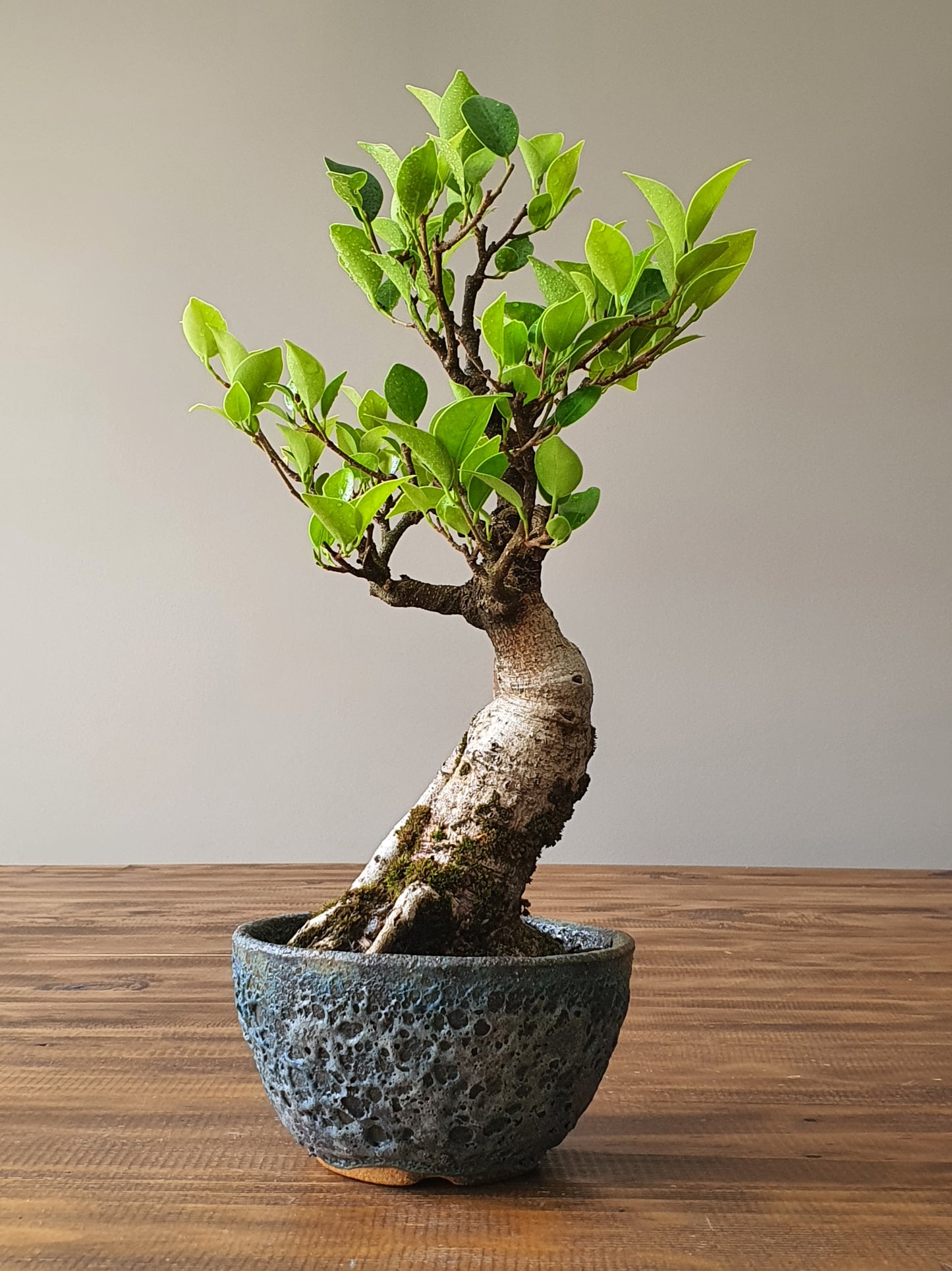 Ficus Rubiginosa (Port Jackson Fig) Bonsai in handmade pot #02
