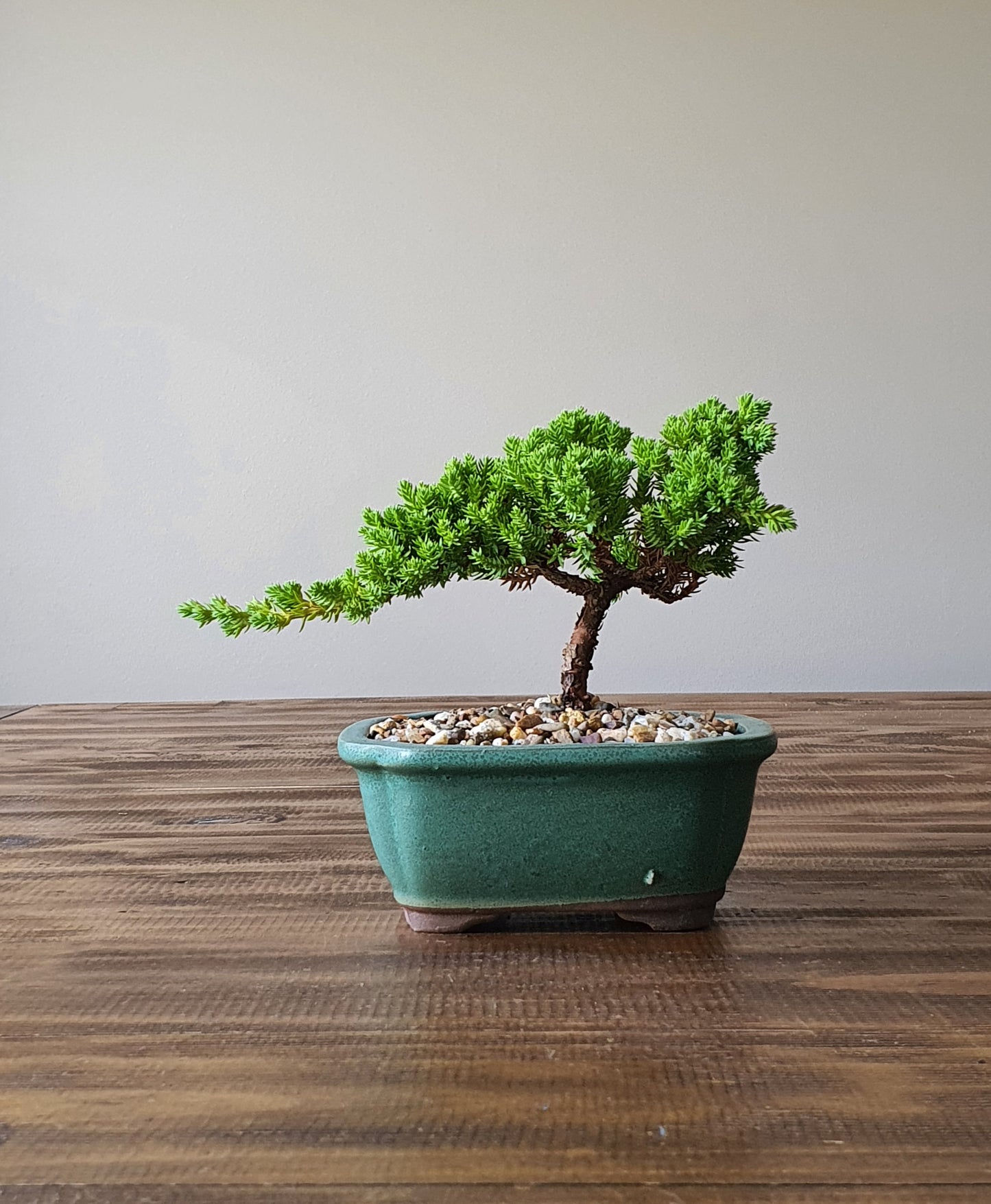 Juniper Bonsai #010