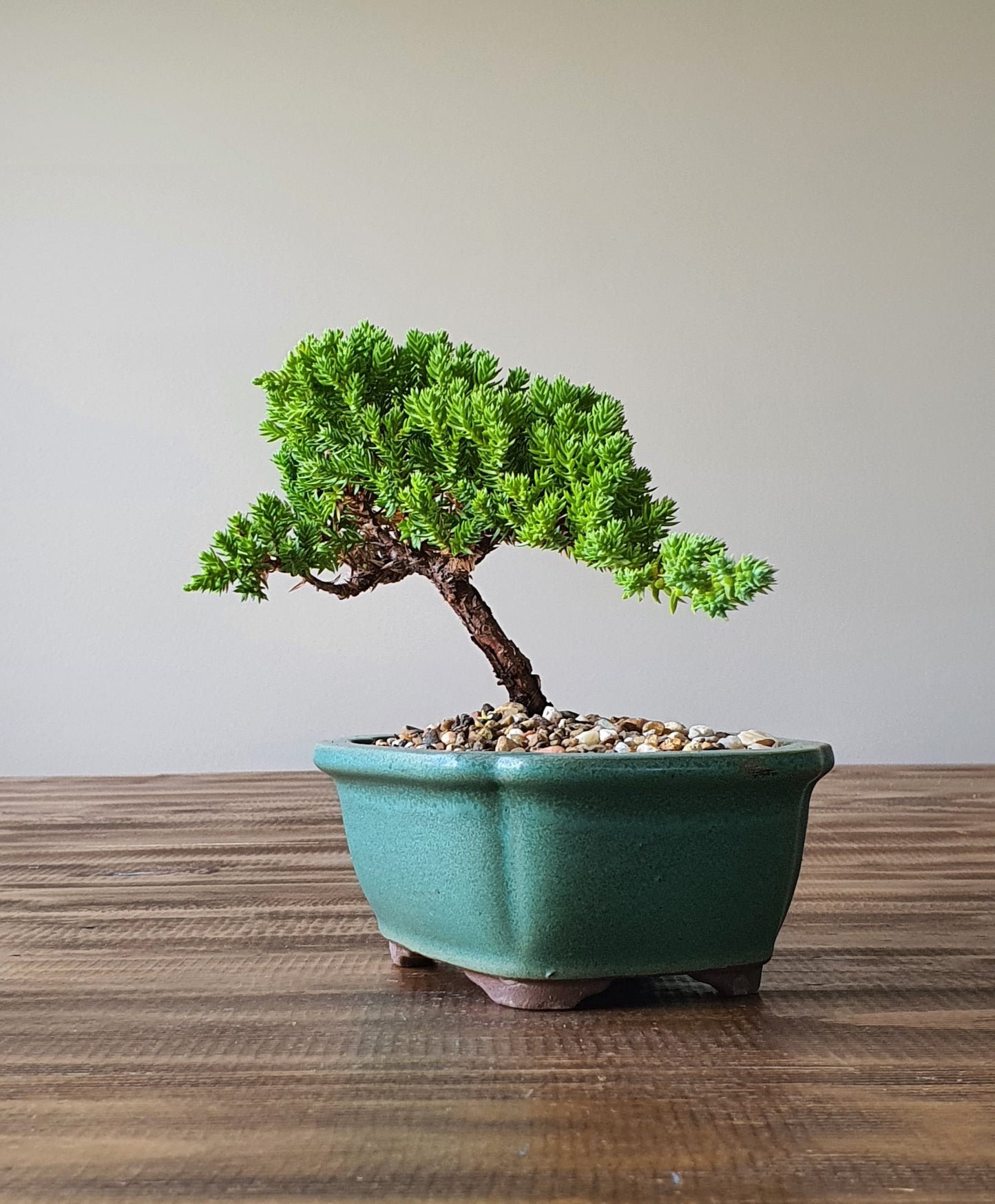 Juniper Bonsai #010