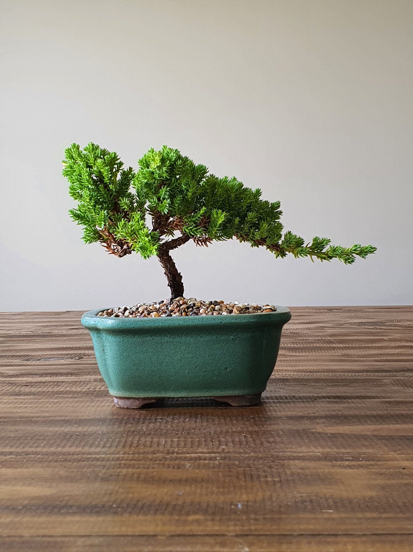 Juniper Bonsai #010