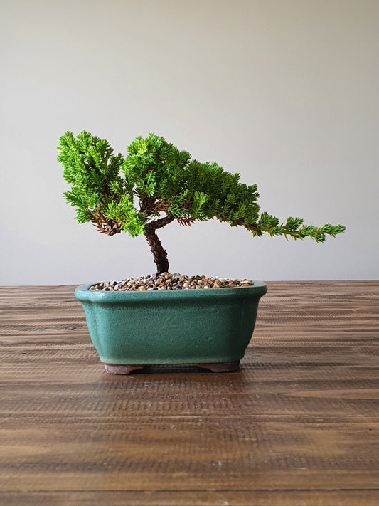 Juniper Bonsai #010