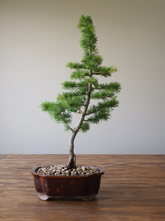 Cedar Bonsai #001