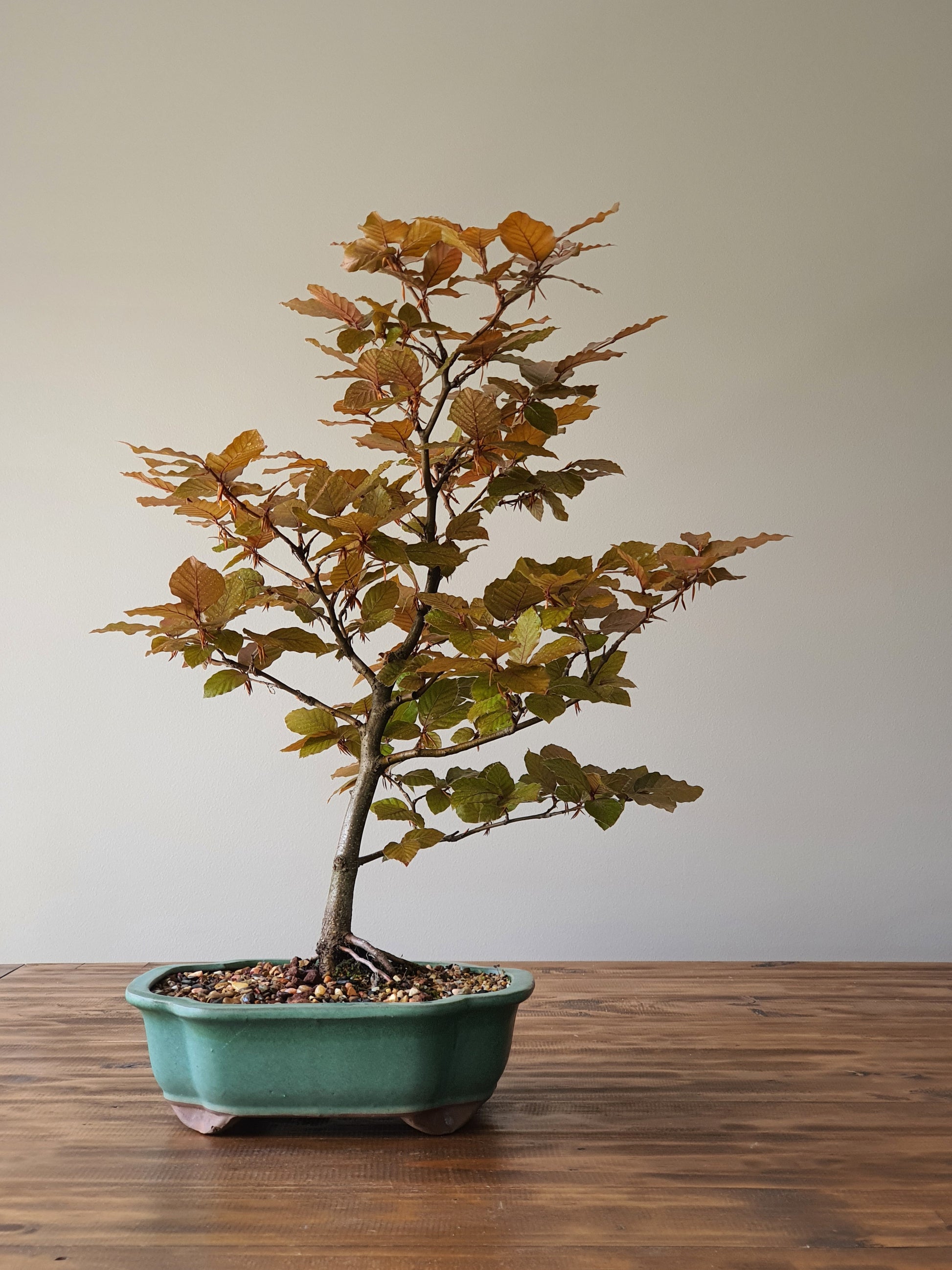 copper beech bonsai trees for sale Copper Beech Root-Over-Rock Bonsai – B for Bonsai