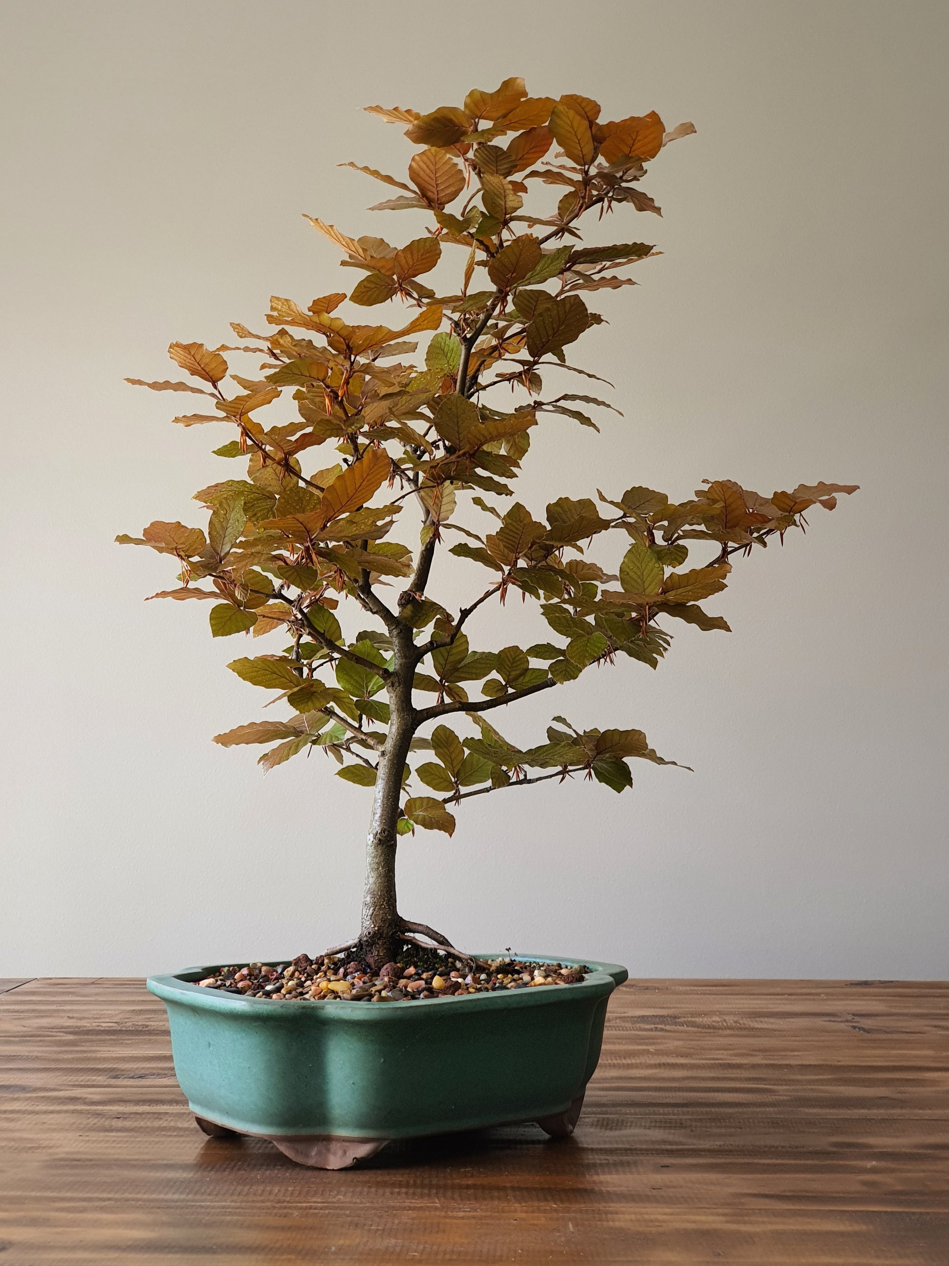 copper beech bonsai tree Copper Beech Root-Over-Rock Bonsai – B for Bonsai