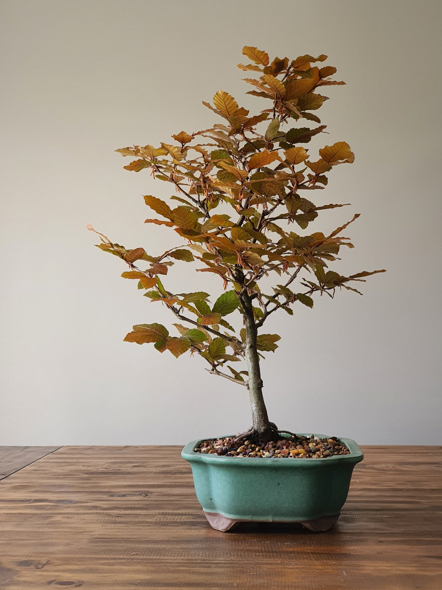 Copper Beech Bonsai - Large