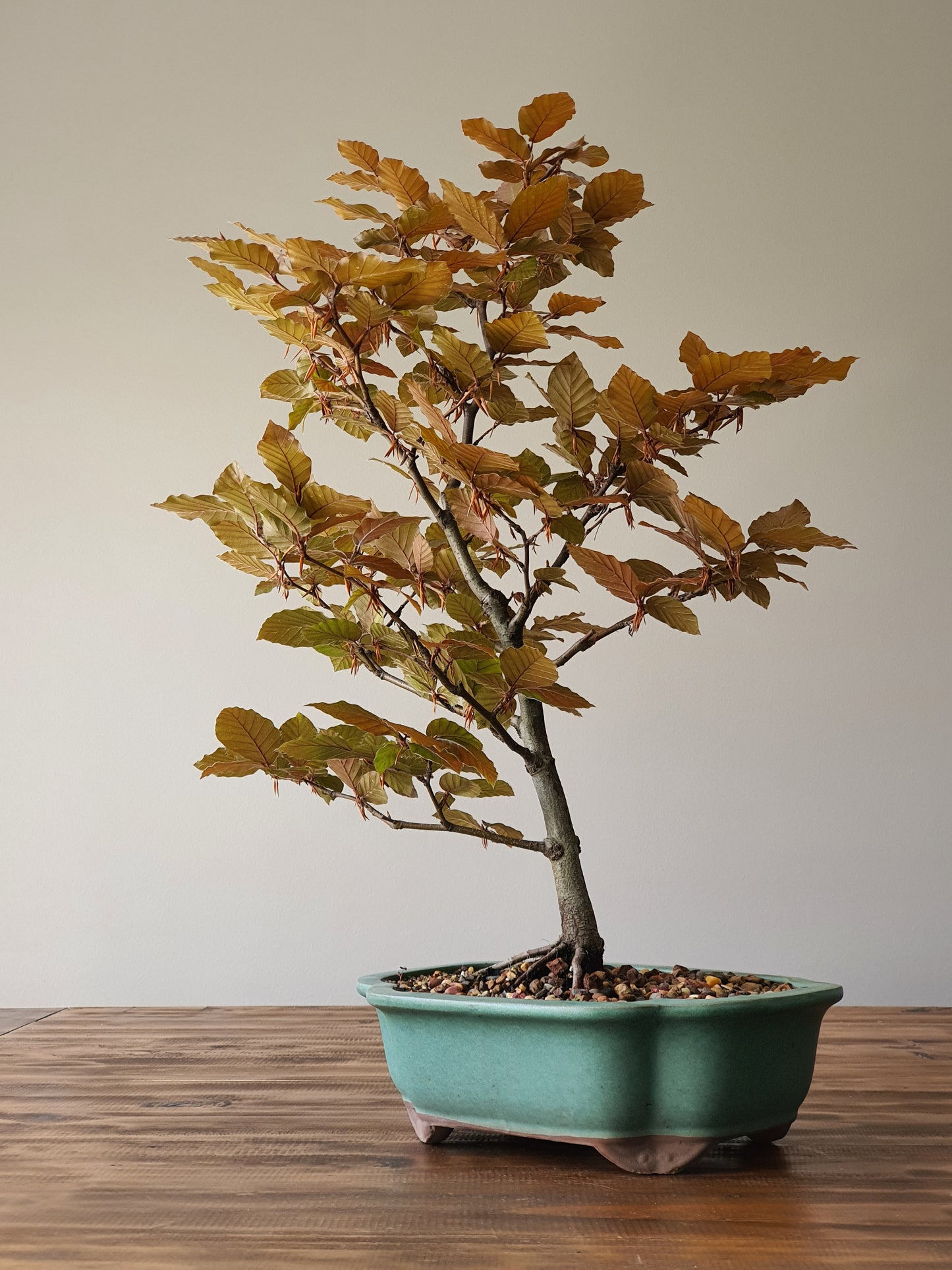 Copper Beech Bonsai - Large