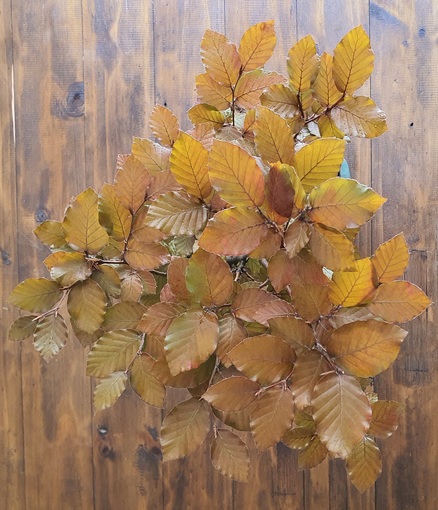 Copper Beech Bonsai - Large