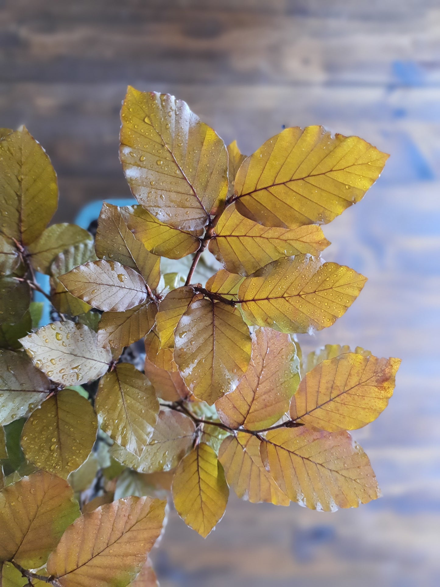 Copper Beech Bonsai - Large