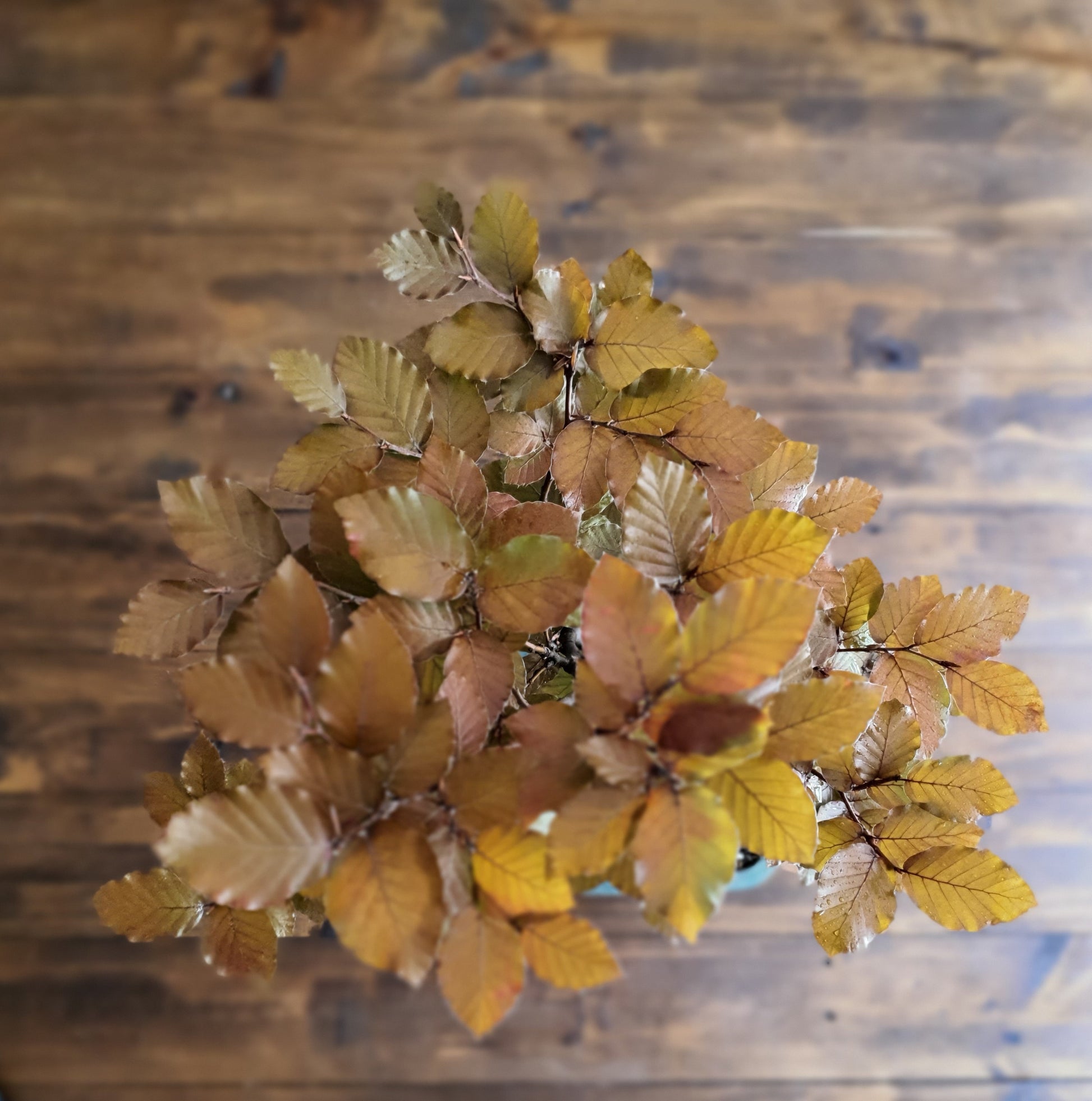 copper beech bonsai trees for sale Copper Beech Bonsai